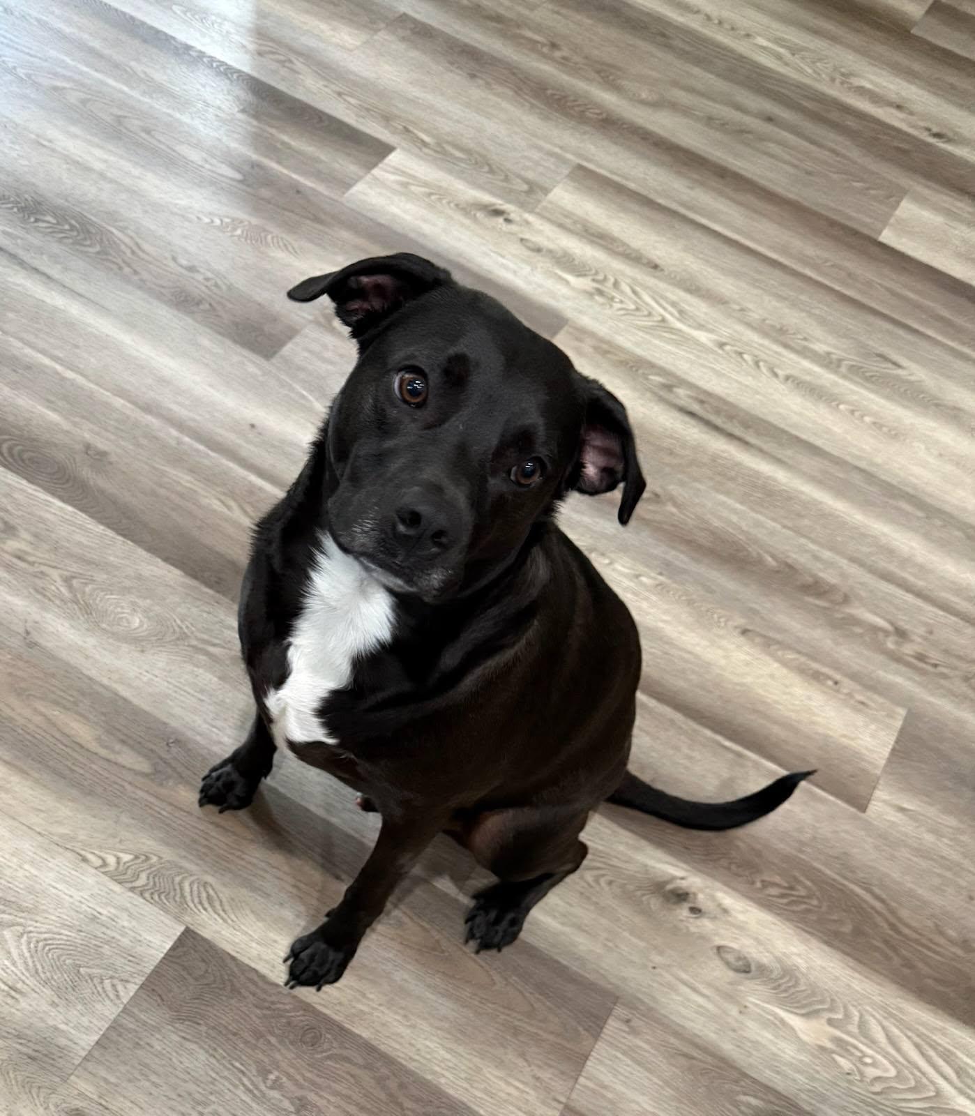 Rex, Adopted, Adult Male Labrador Retriever & Pit Bull Terrier.