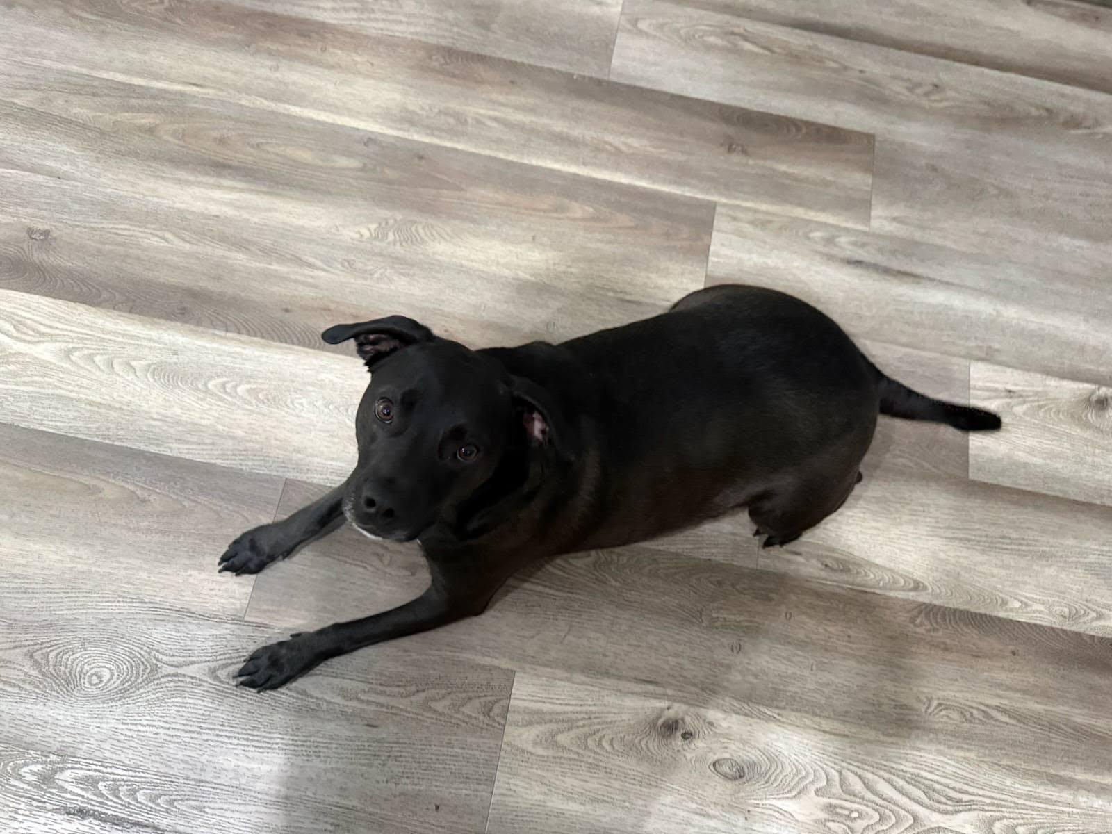 Enlarge Rex, a Adopted mixed breed in Visalia, CA image 2/3