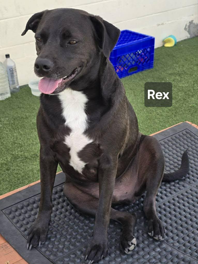 Enlarge Rex, a Adopted mixed breed in Visalia, CA image 3/3