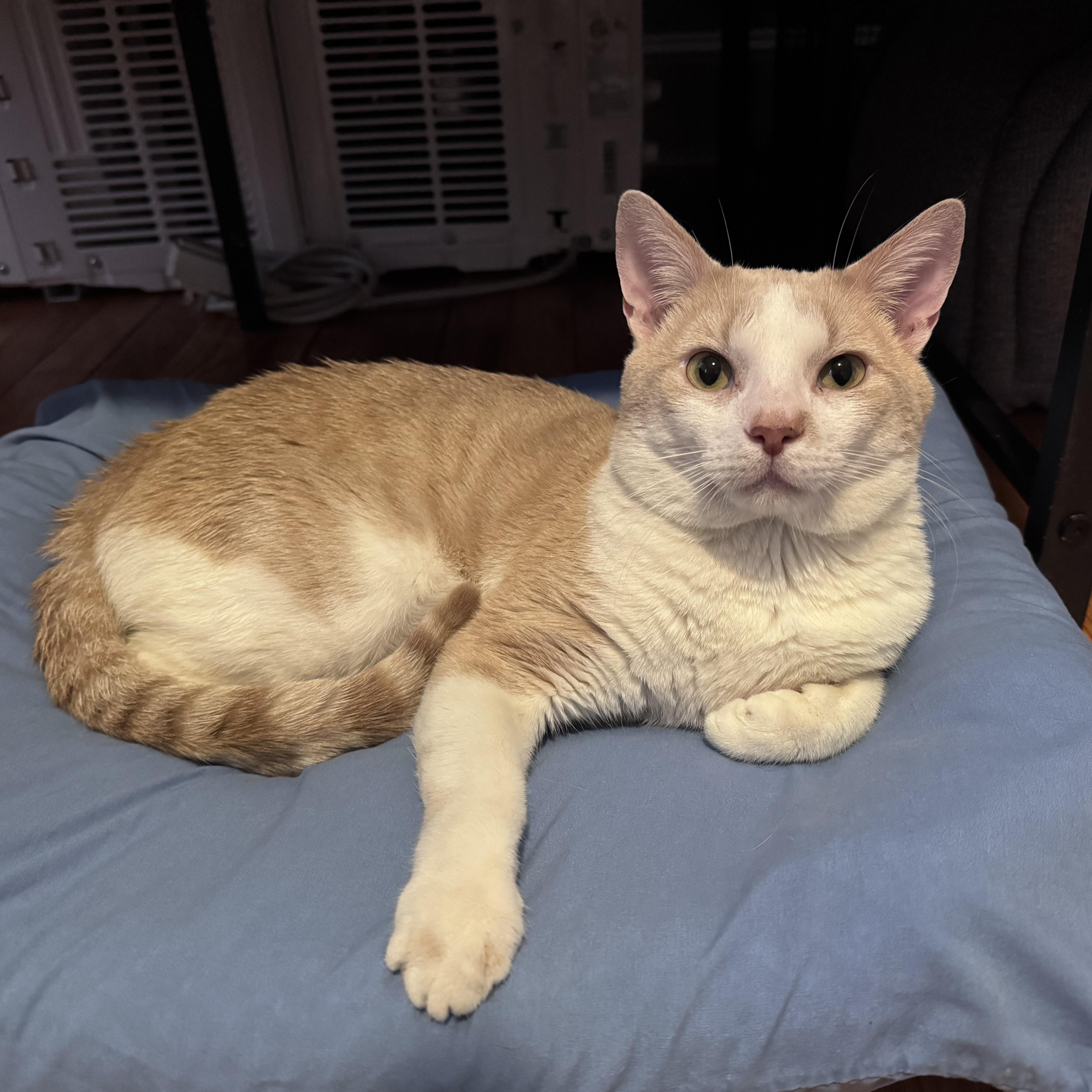 Enlarge Pierogi , a Adoptable American Shorthair in New Haven, CT image 4/4