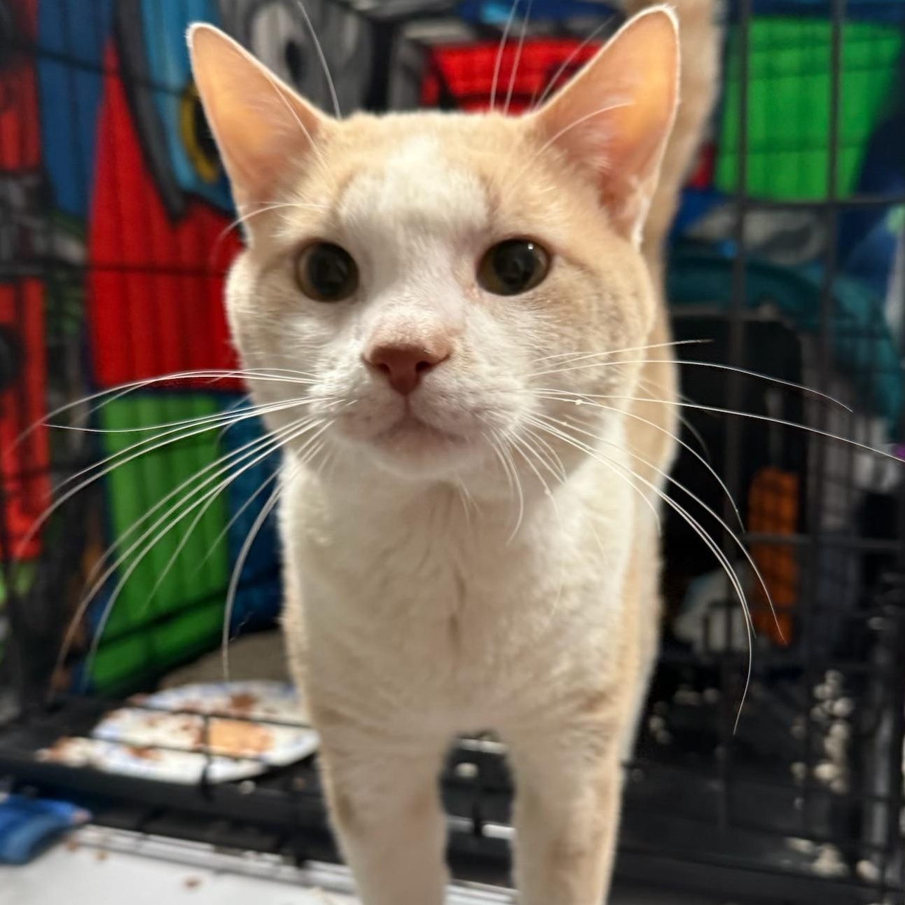 Enlarge Pierogi , a Adoptable American Shorthair in New Haven, CT image 1/4