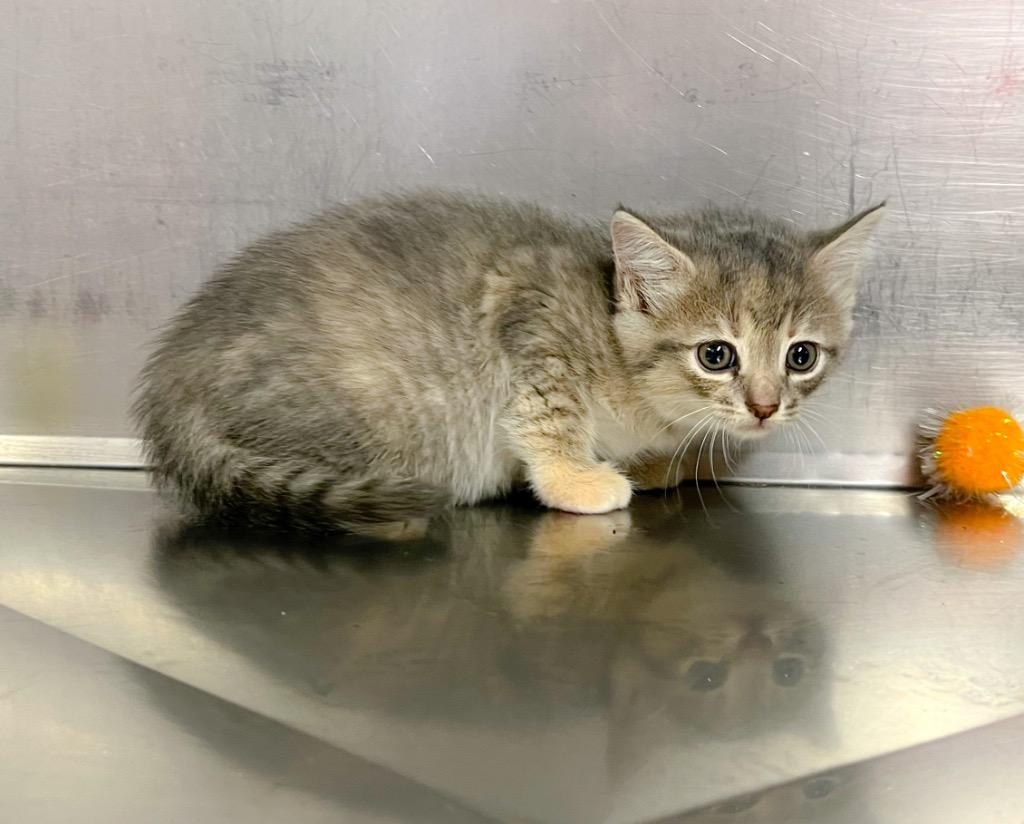 Amethyst, Adopted, Kitten Female Domestic Medium Hair.