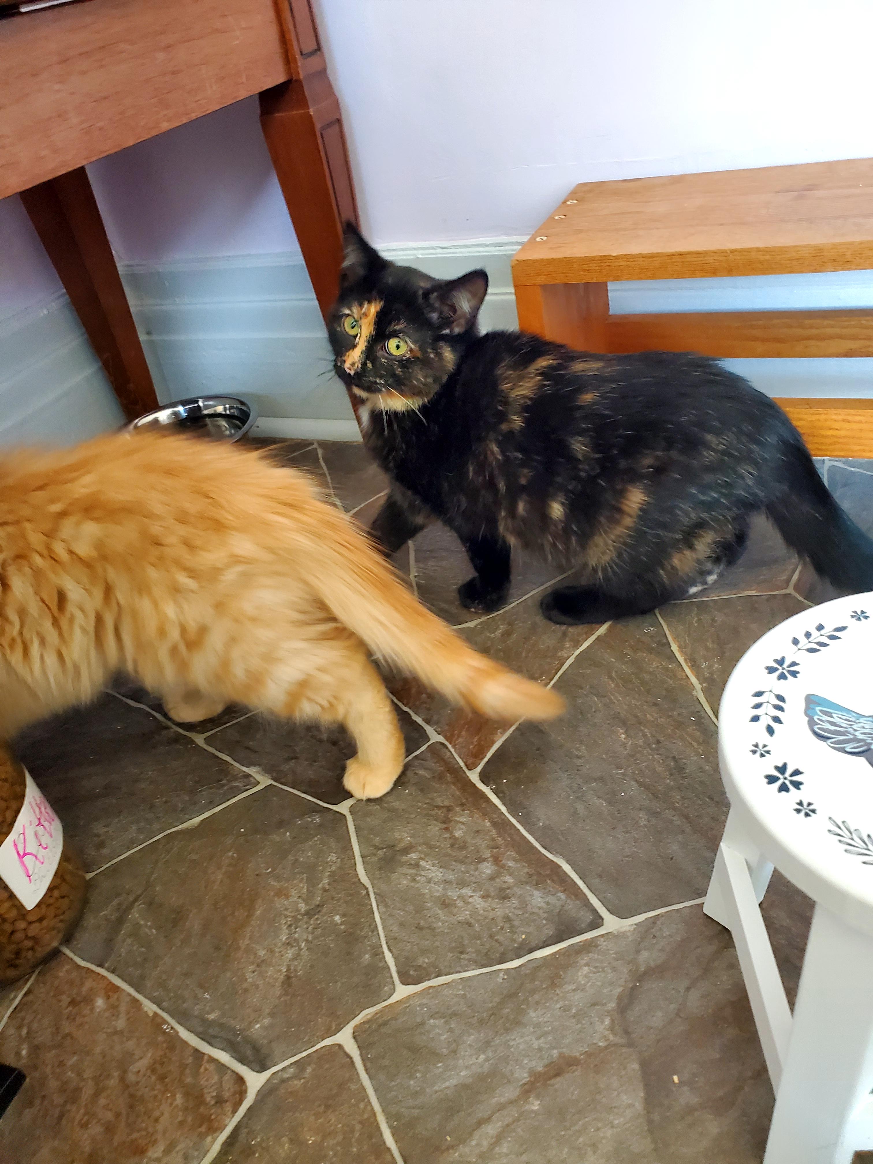 Enlarge Marina (& Maya?), an adopted mixed breed in Gladwin, MI image 6/6