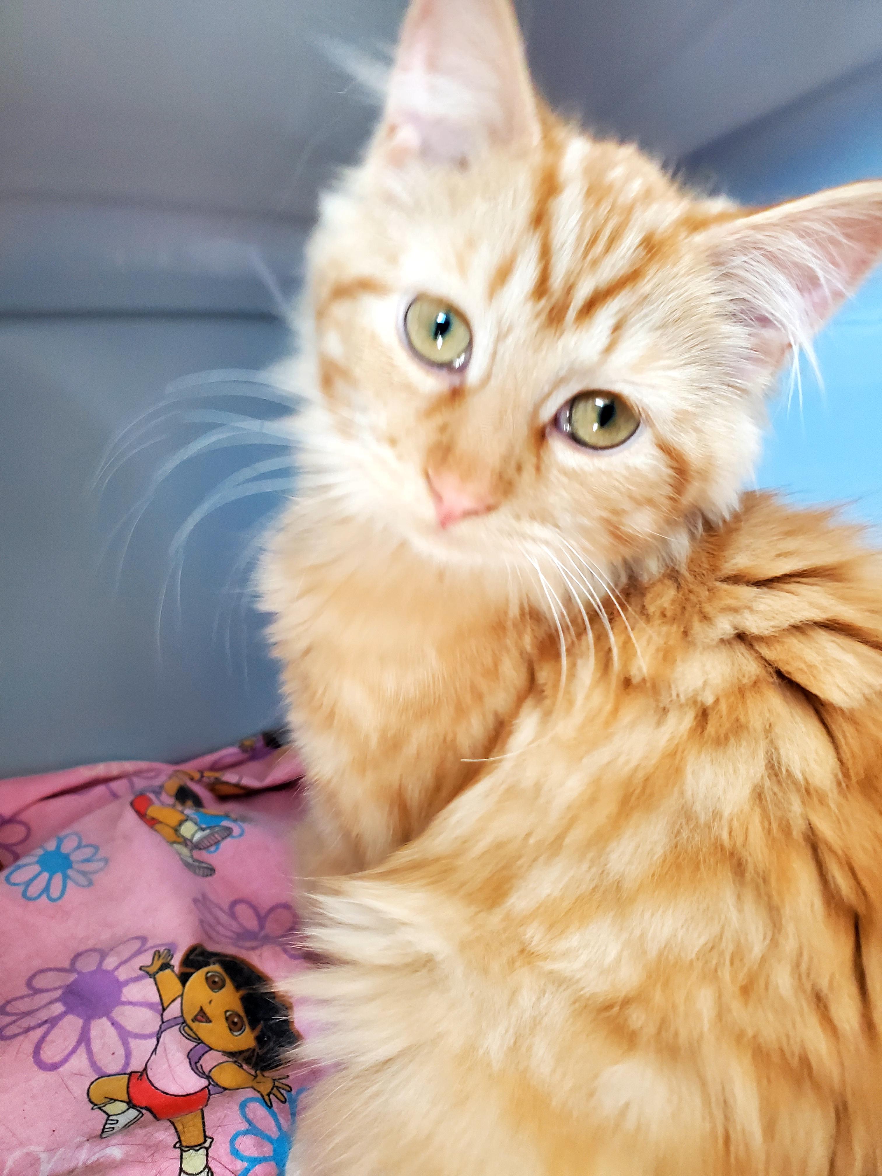 Enlarge Marina (& Maya?), an adopted mixed breed in Gladwin, MI image 2/6