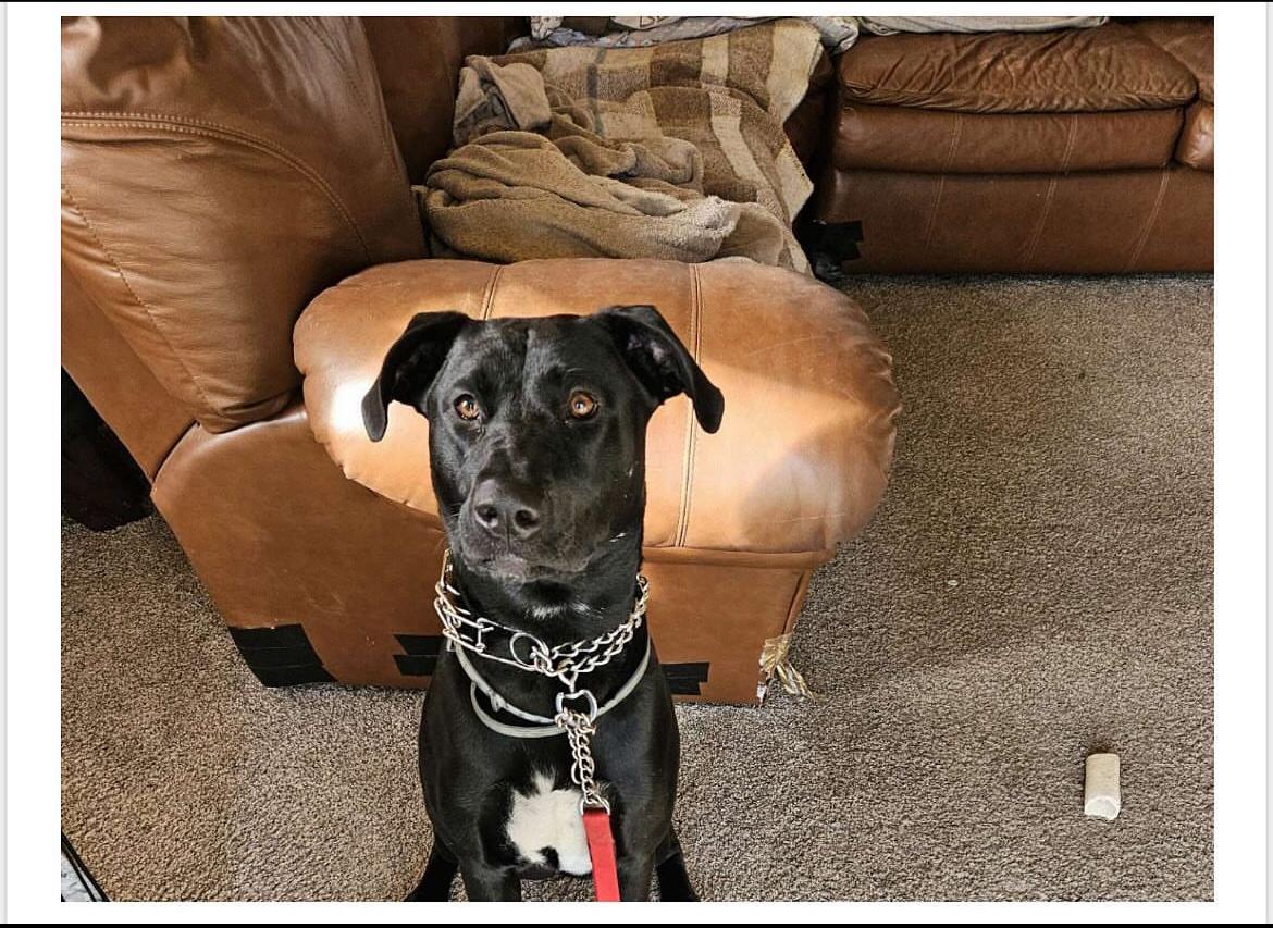 Enlarge Lilly, a Adoptable mixed breed in CLINTON, WA image 1/1