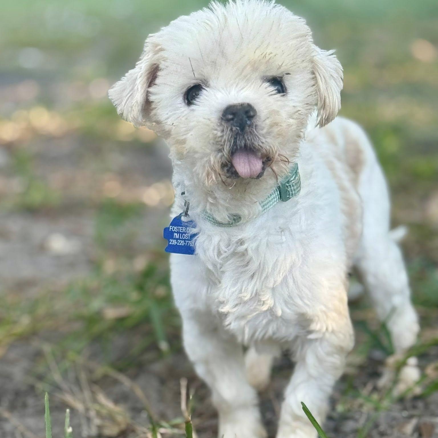 Curtis, Adoptable, Senior Male Shih Tzu.