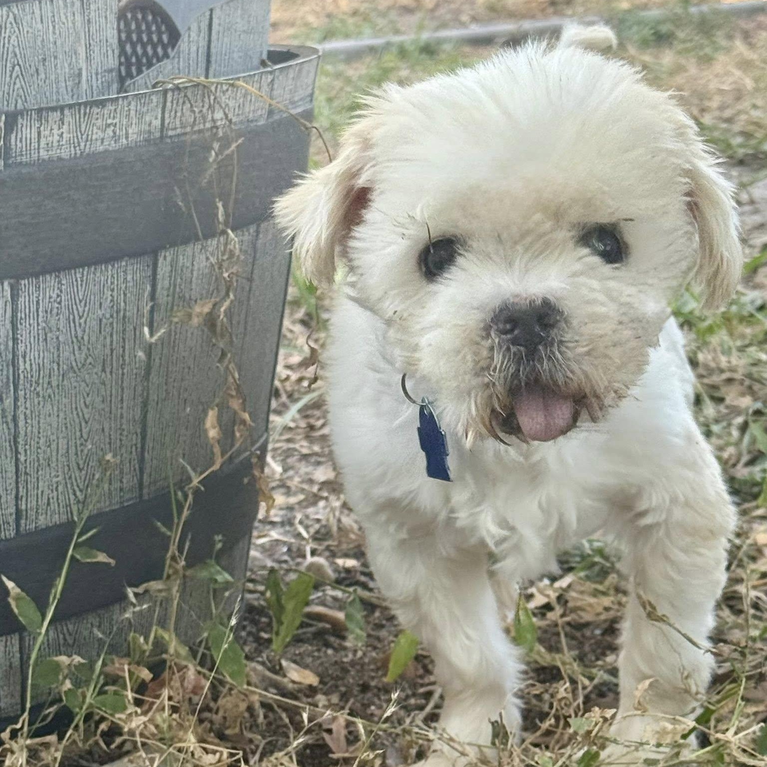 Enlarge Curtis, a Adoptable Shih Tzu in Cape Coral, FL image 2/3