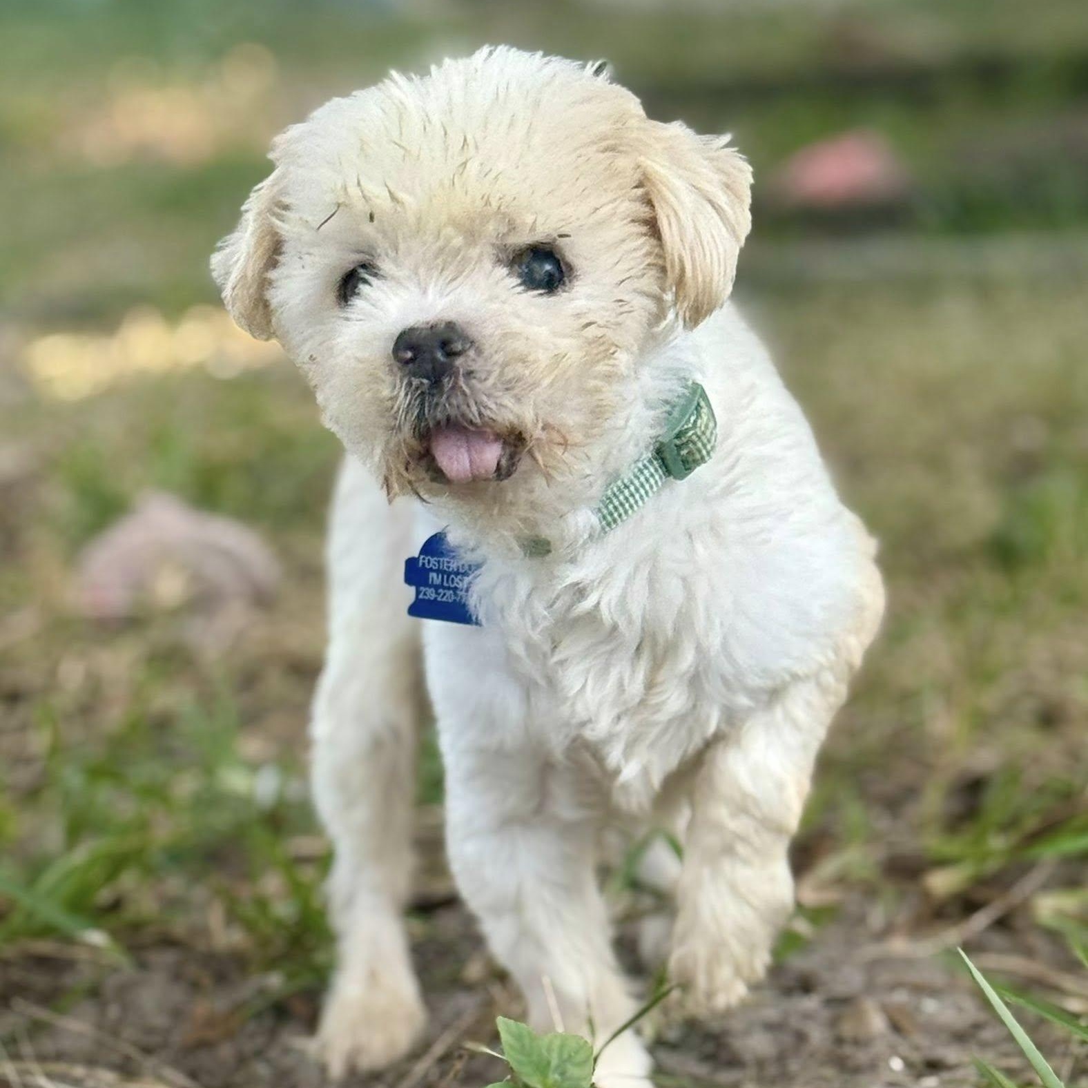 Enlarge Curtis, a Adoptable Shih Tzu in Cape Coral, FL image 3/3