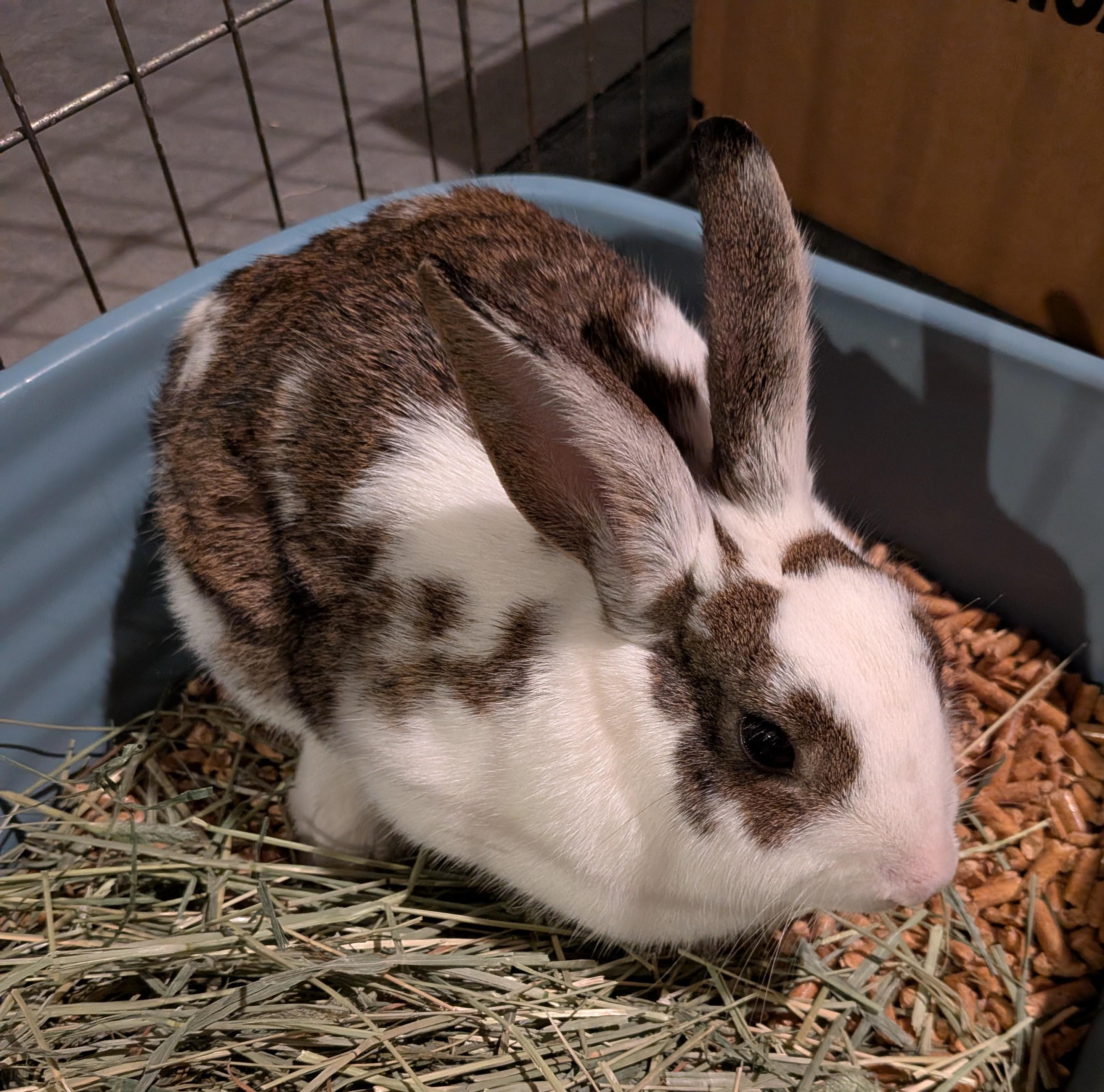 Enlarge Daisy, a ADOPTABLE Bunny Rabbit in Vandalia, OH image 2/2