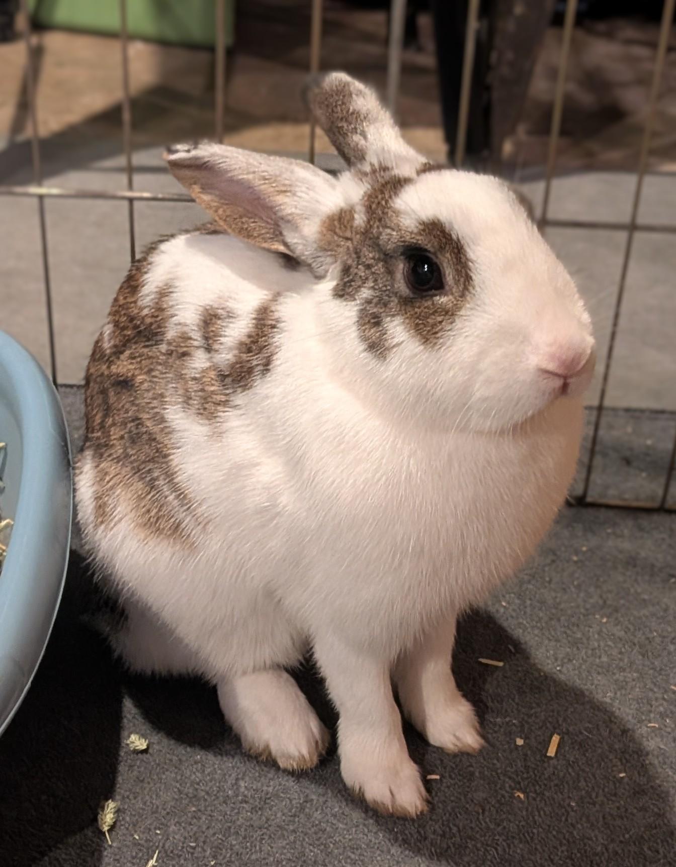 Daisy, ADOPTABLE, Young Female Bunny Rabbit.
