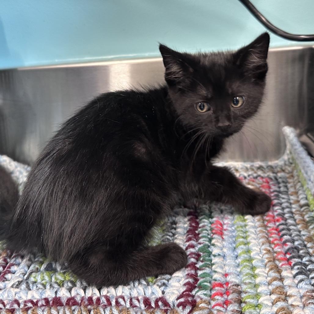 Enlarge Zeus, a Adoptable Domestic Short Hair in Mount Vernon, IN image 1/1