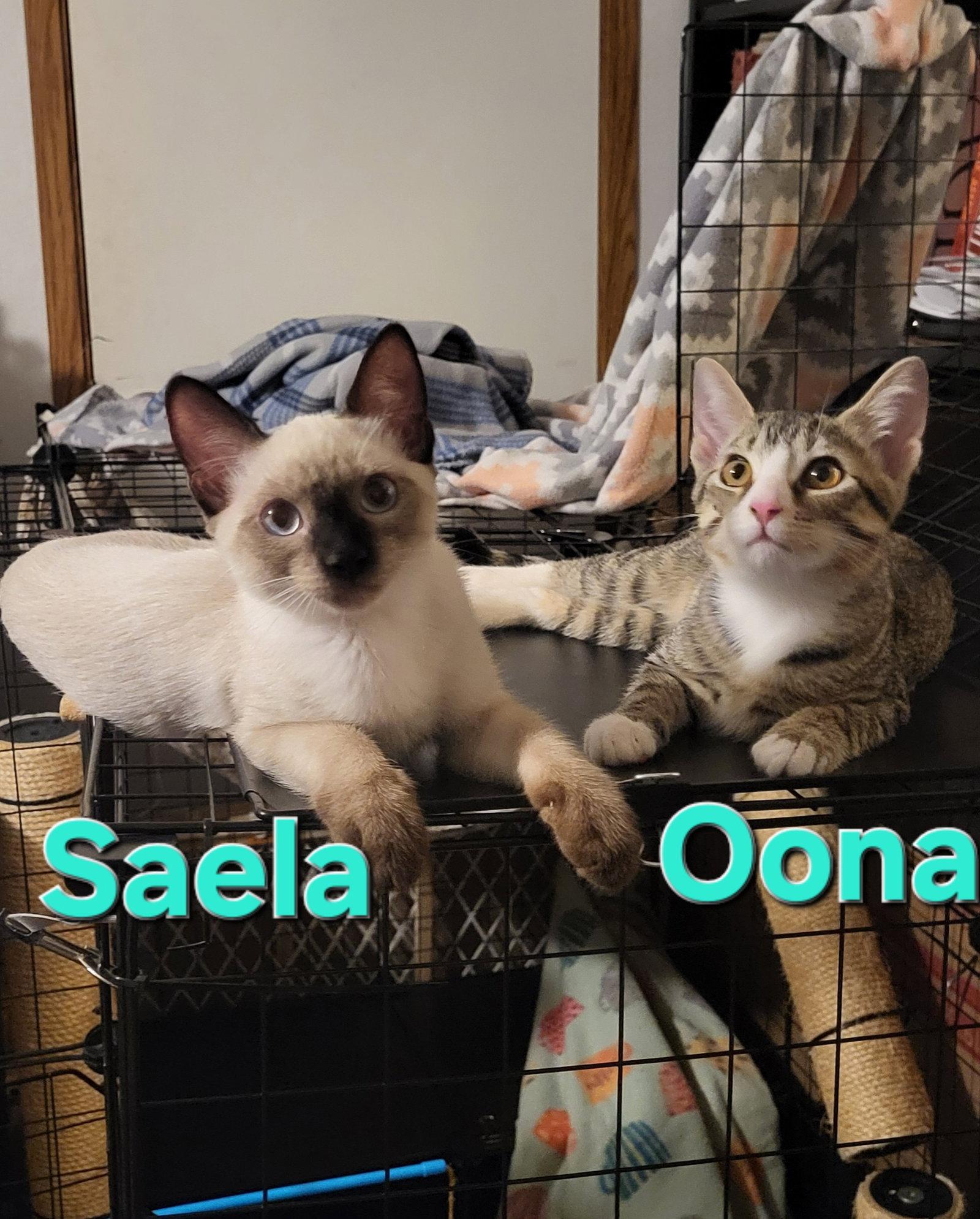 Saela, Adopted, Young Female Domestic Short Hair & Siamese.