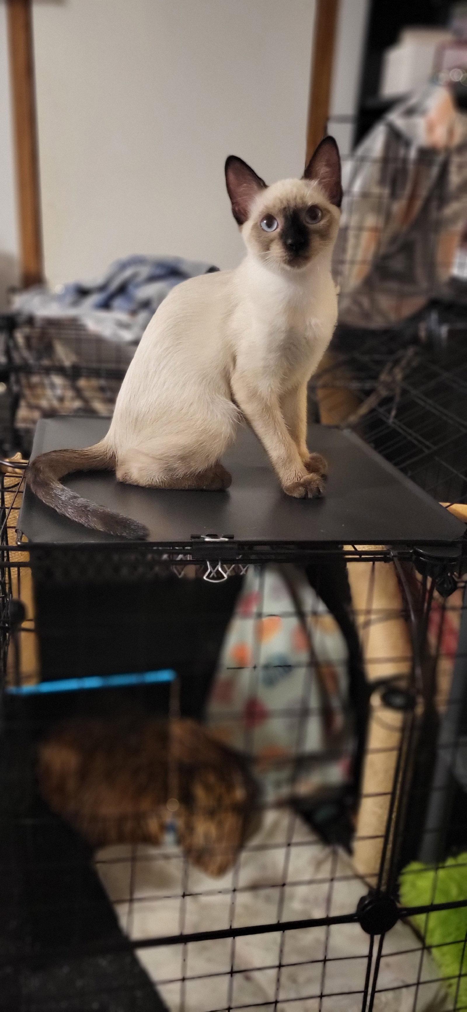 Enlarge Saela, a Adopted mixed breed in Cypress, TX image 2/2