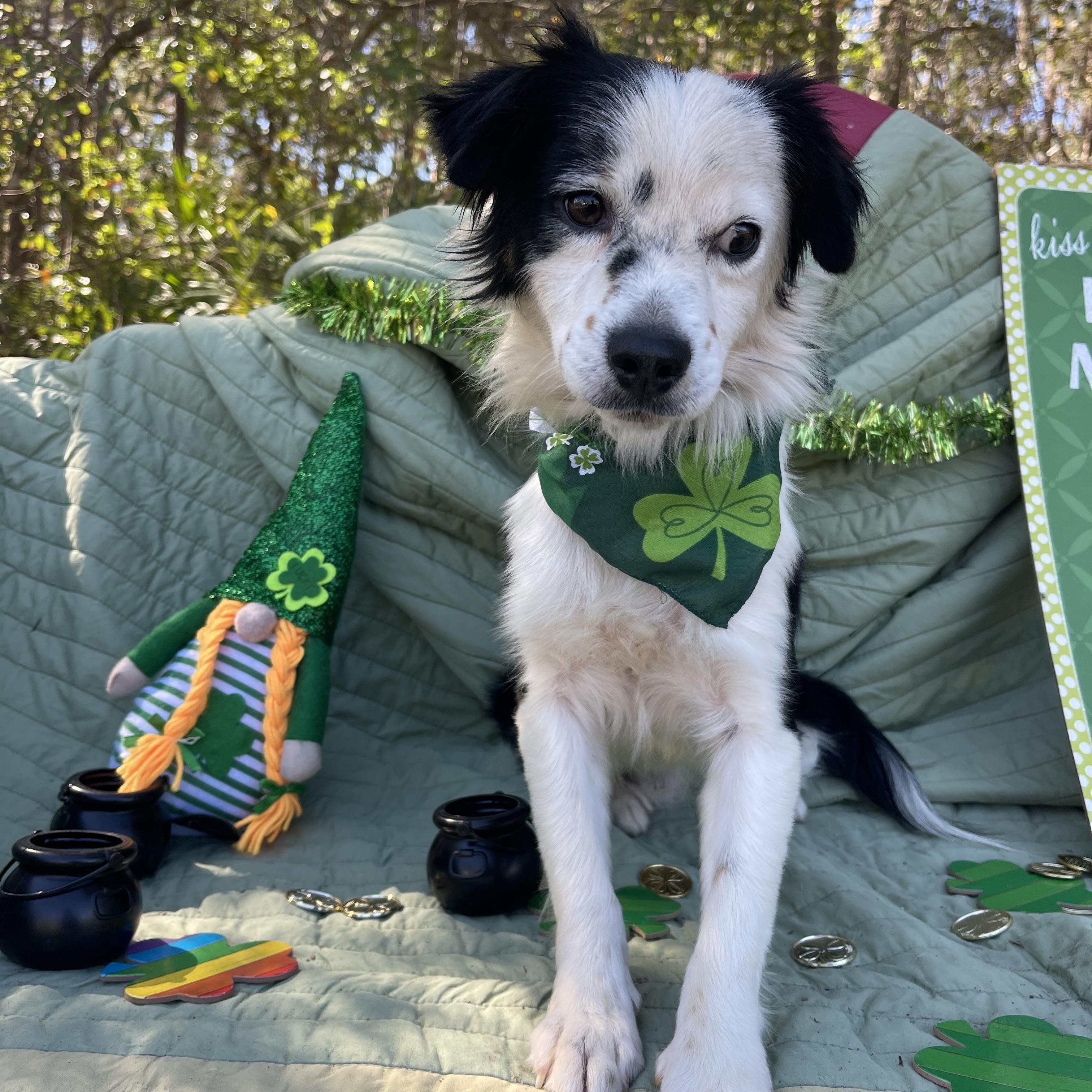 Enlarge Francois, an adopted mixed breed in Sebring, FL image 5/5
