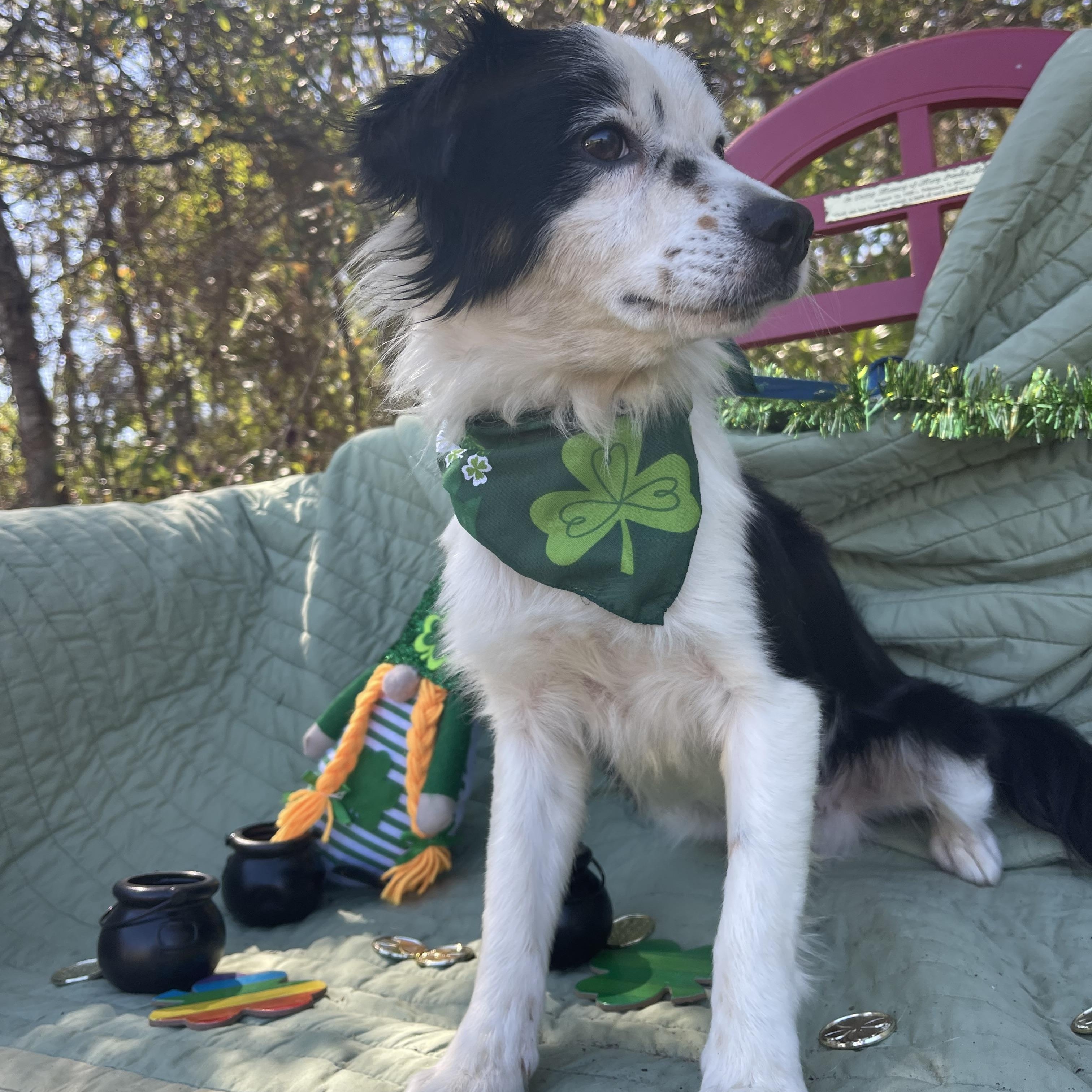 Enlarge Francois, an adopted mixed breed in Sebring, FL image 2/5