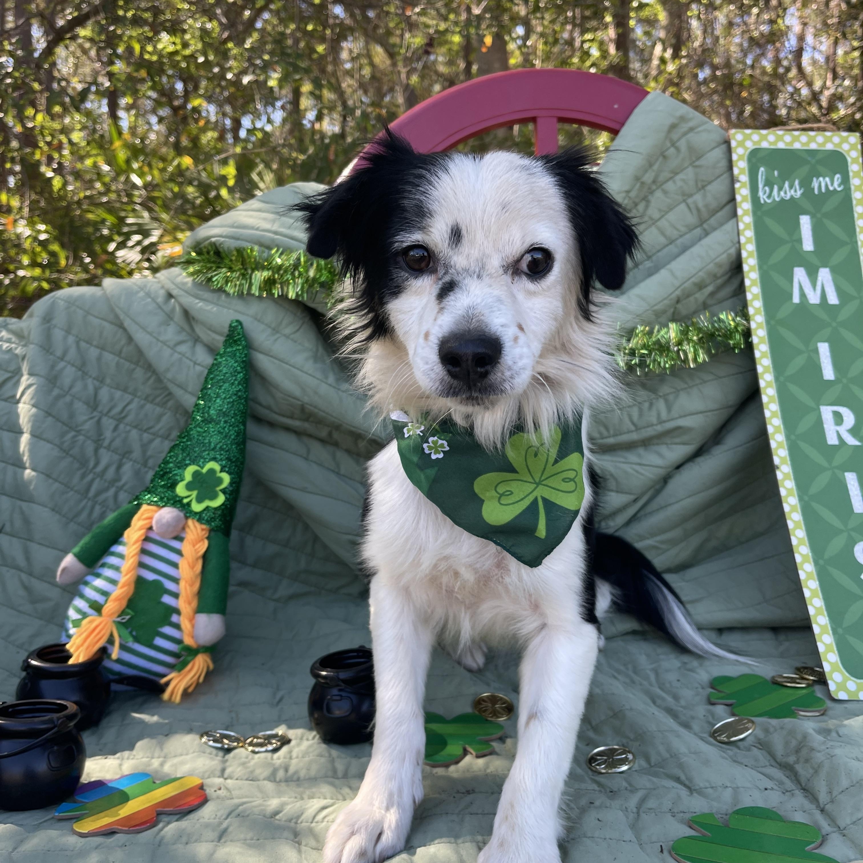 Enlarge Francois, an adopted mixed breed in Sebring, FL image 3/5