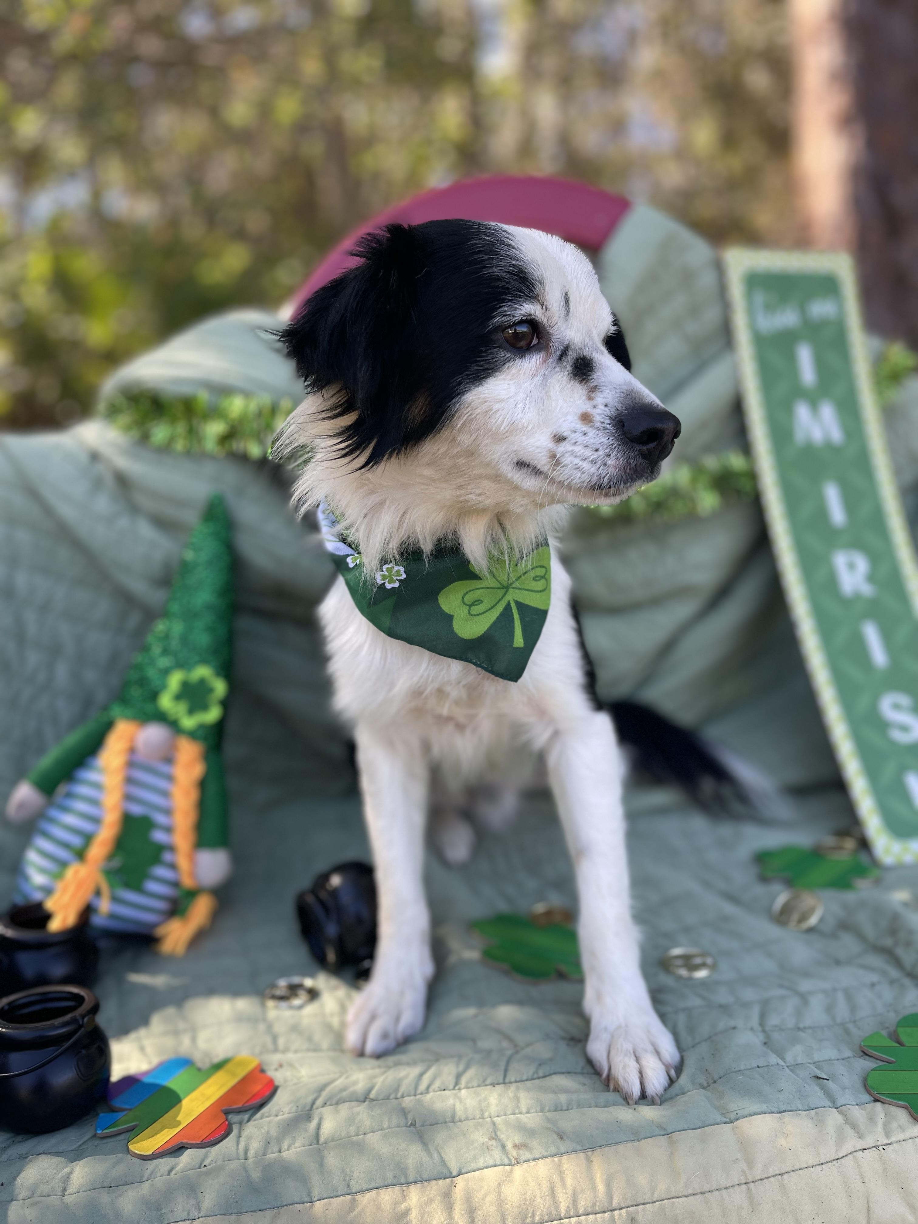 Enlarge Francois, an adopted mixed breed in Sebring, FL image 4/5
