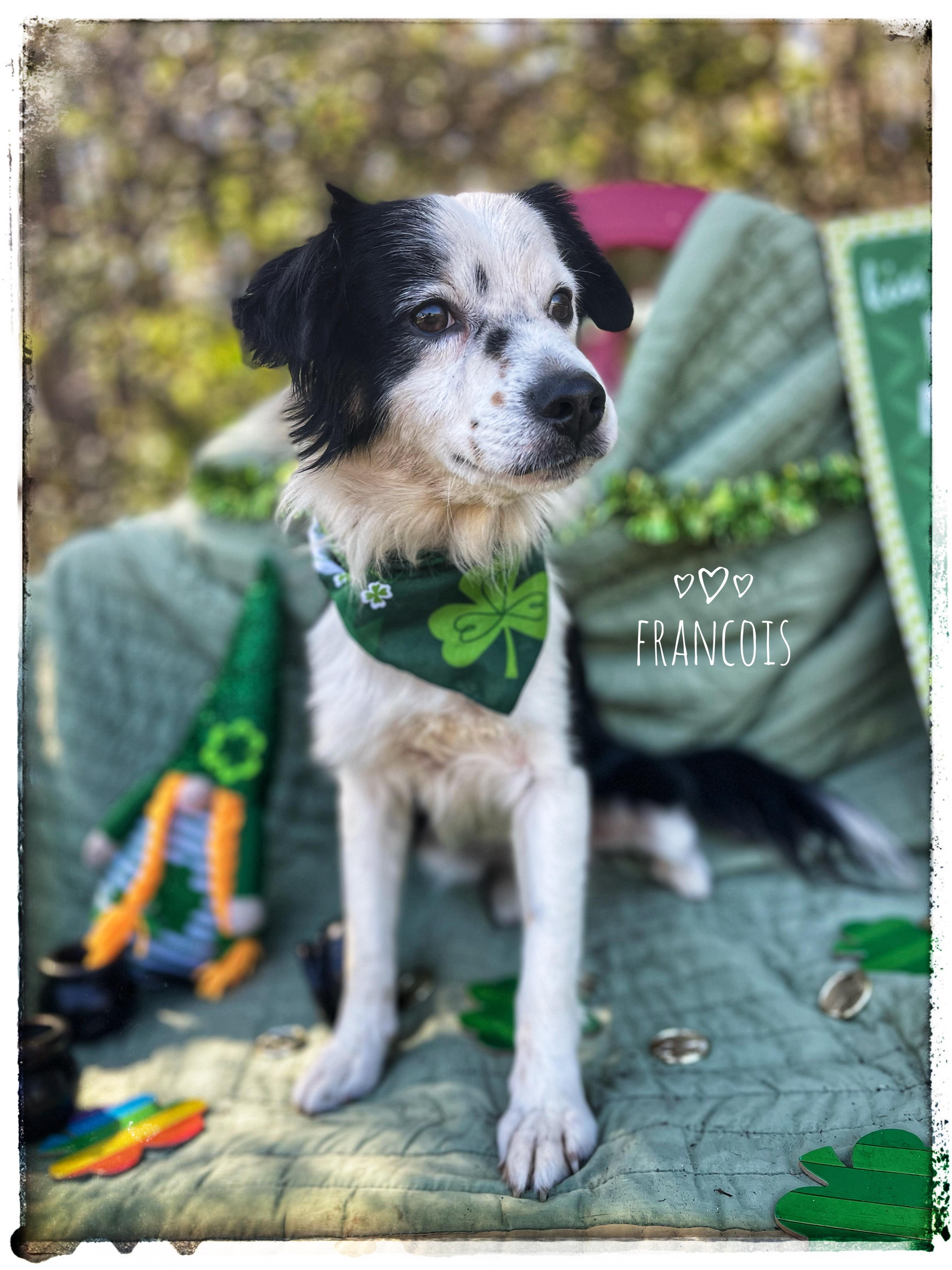 Francois, adopted, Puppy Male Papillon & Border Collie.