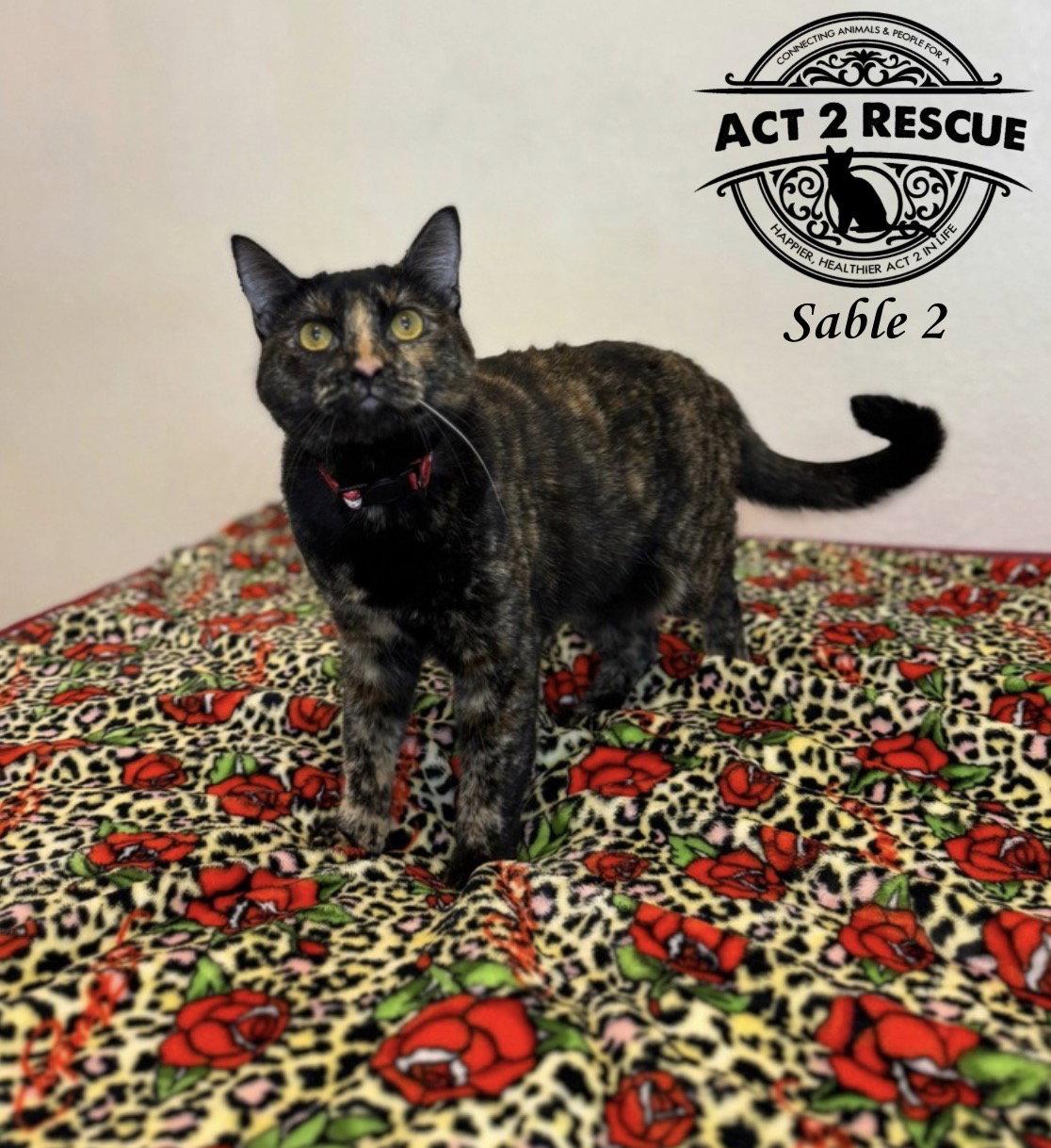 Sable 2, Adoptable, Kitten Female Domestic Short Hair.