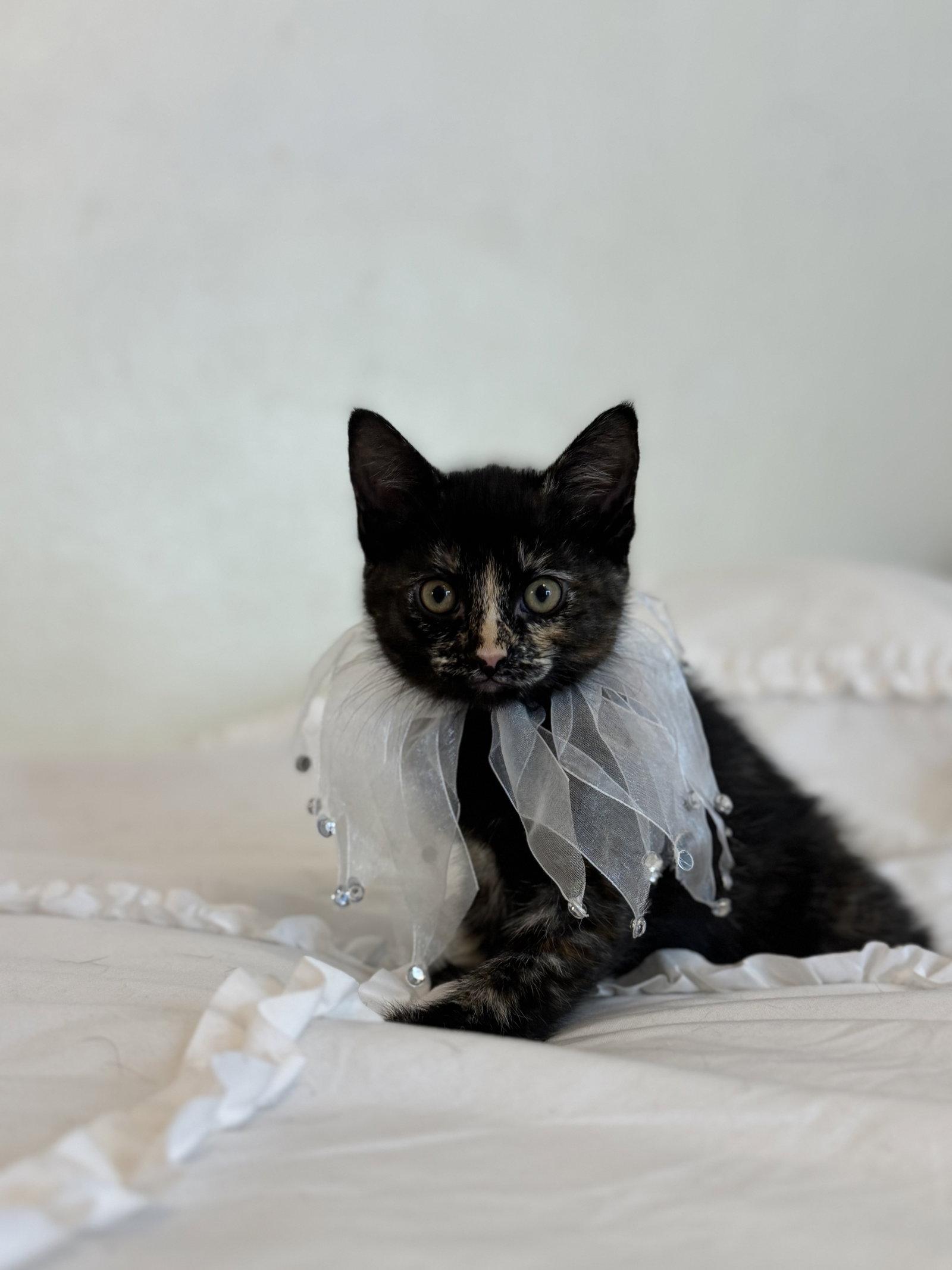 Enlarge Sable 2, a Adoptable Domestic Short Hair in Riverside, CA image 2/3