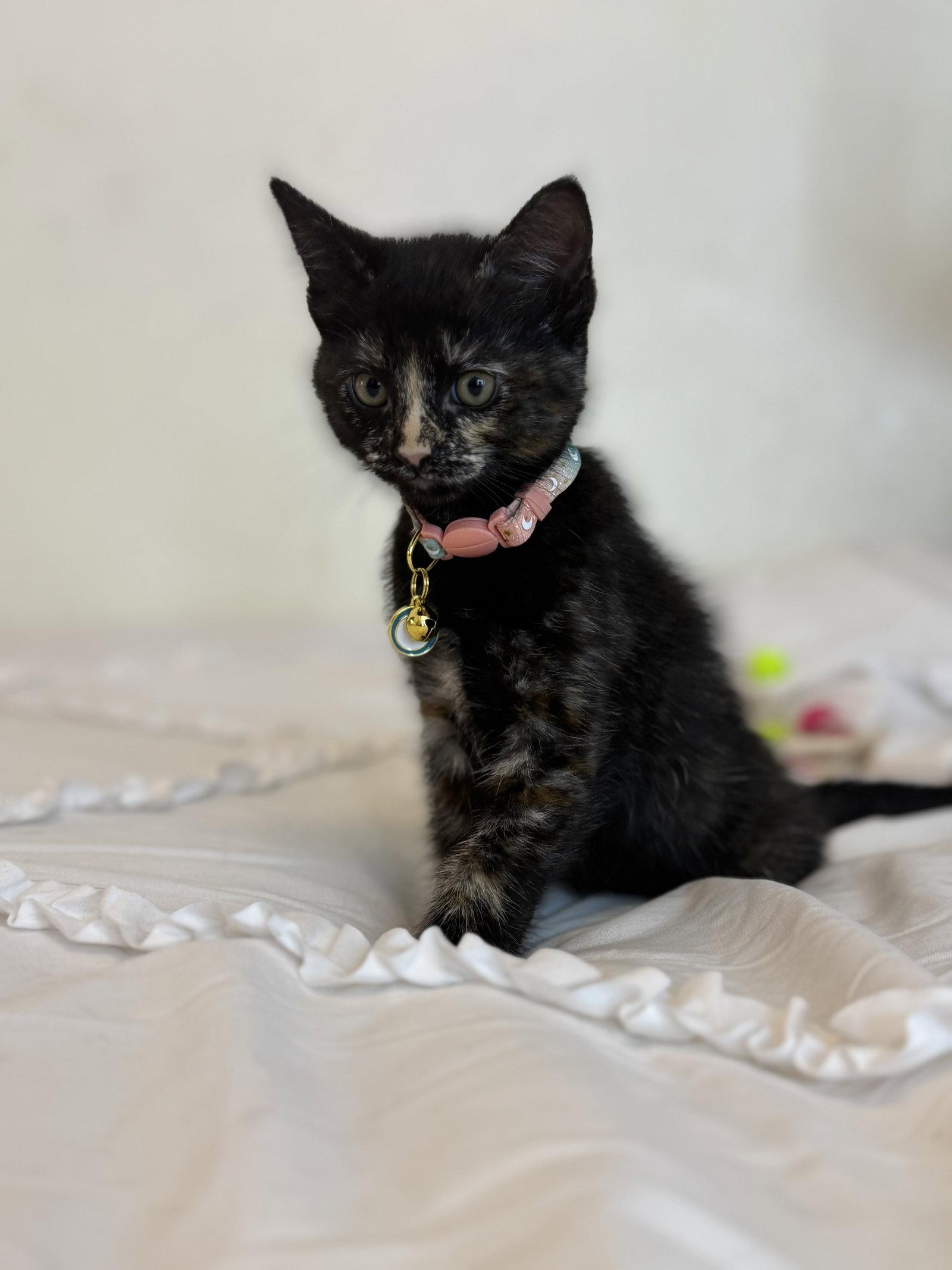 Enlarge Sable 2, a Adoptable Domestic Short Hair in Riverside, CA image 3/3