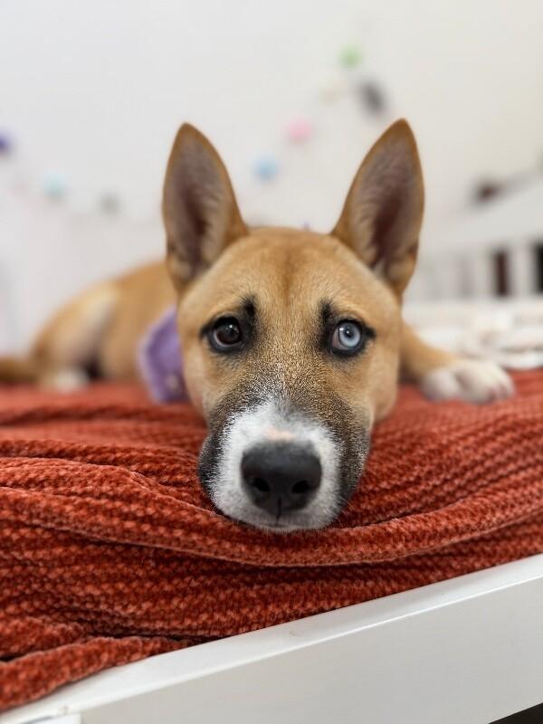 Enlarge Honey Lullaby Skye, a Adoptable mixed breed in Montreal, QC image 3/6