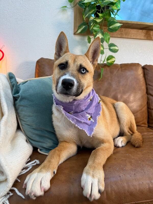 Enlarge Honey Lullaby Skye, a Adoptable mixed breed in Montreal, QC image 1/6