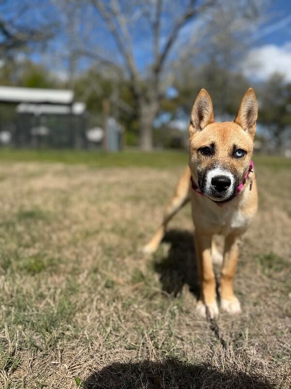 Enlarge Honey Lullaby Skye, a Adoptable mixed breed in Montreal, QC image 4/6