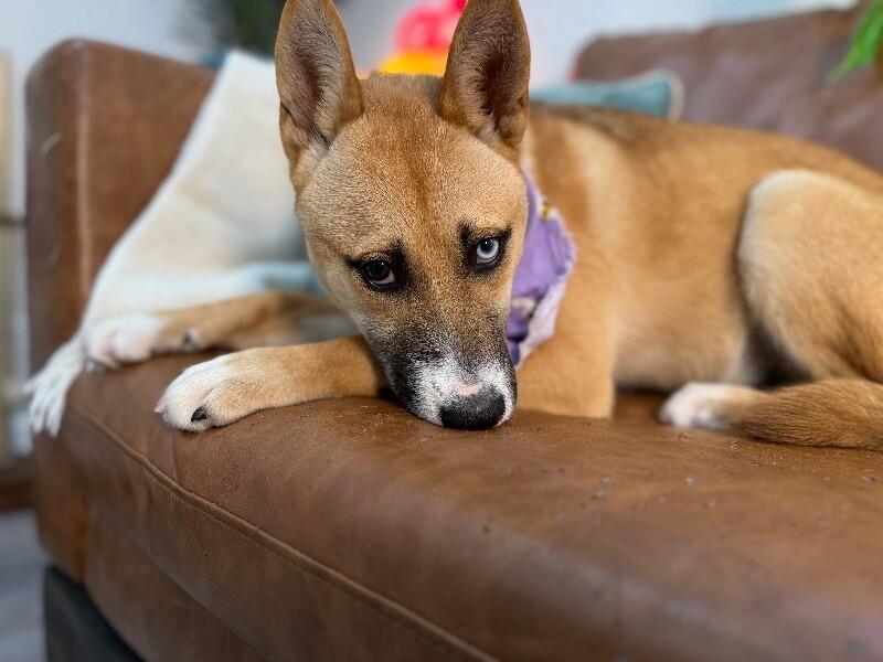 Enlarge Honey Lullaby Skye, a Adoptable mixed breed in Montreal, QC image 2/6