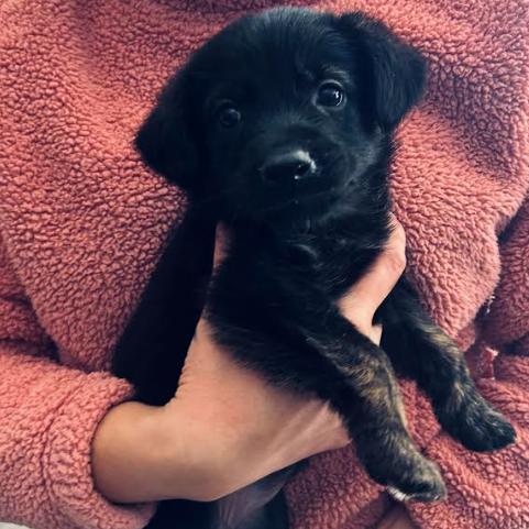 Old Timer Pearl, Adoptable, Puppy Female German Shepherd Dog.