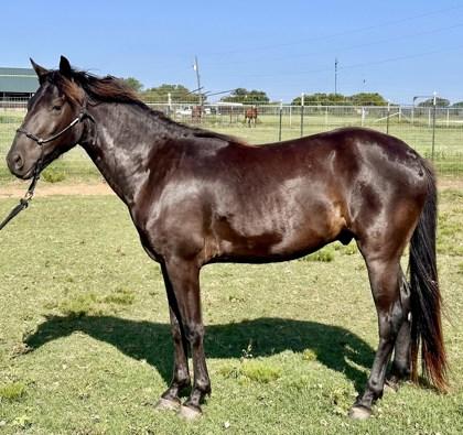Rio, a Adoptable Grade in Fort Worth, TX image 1/4
