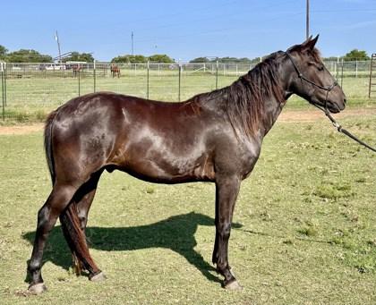 Rio, a Adoptable Grade in Fort Worth, TX image 2/4