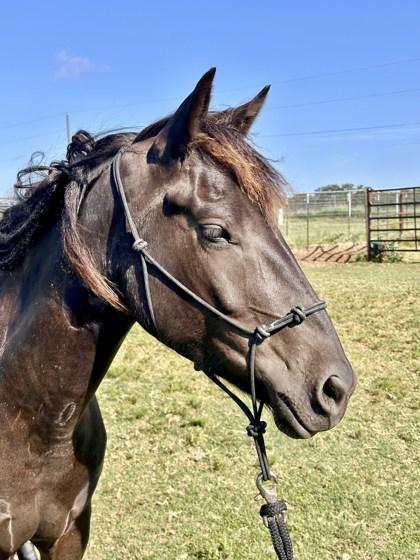 Enlarge Rio, a Adoptable Grade in Fort Worth, TX image 1/1