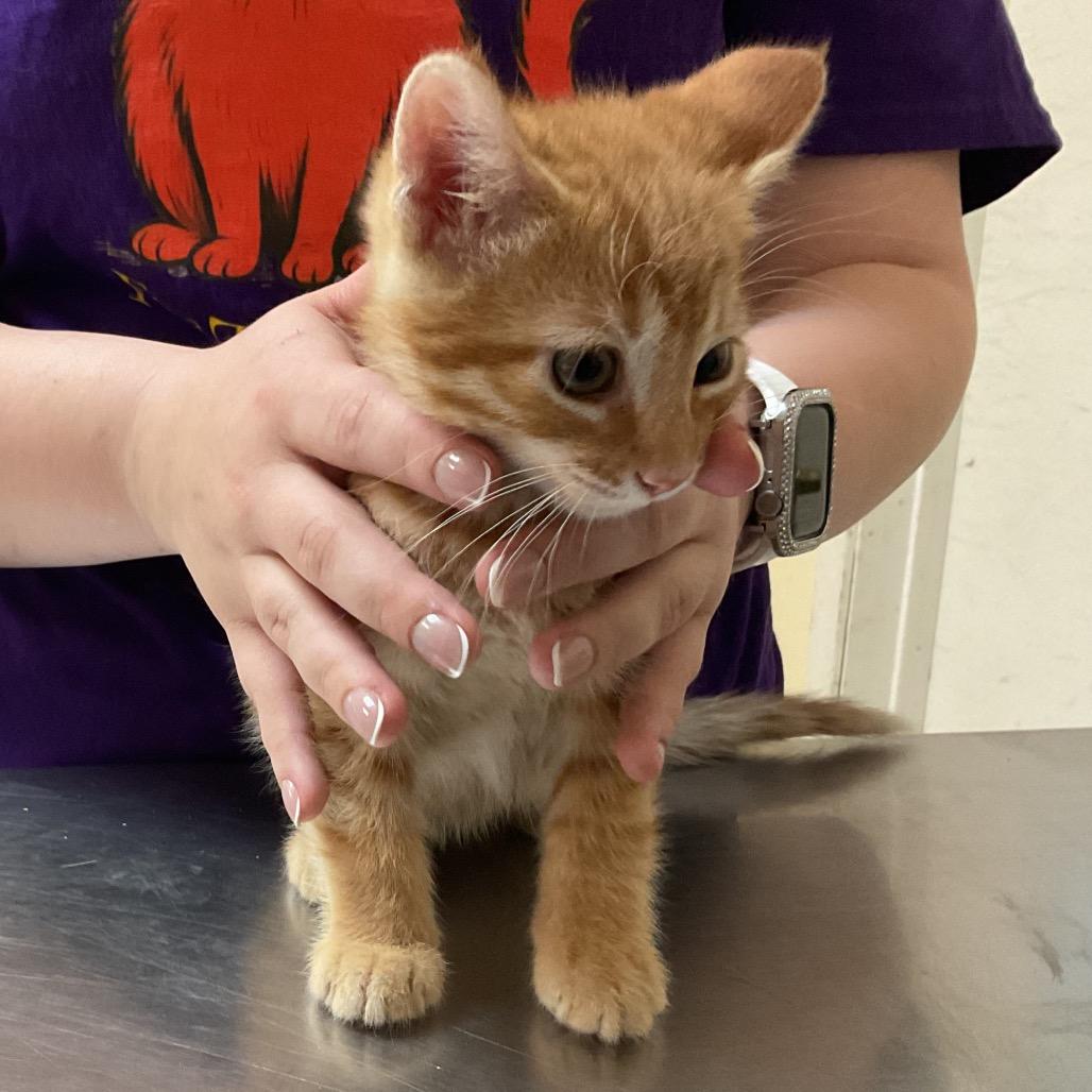 Allen, Adoptable, Kitten Male Domestic Short Hair.