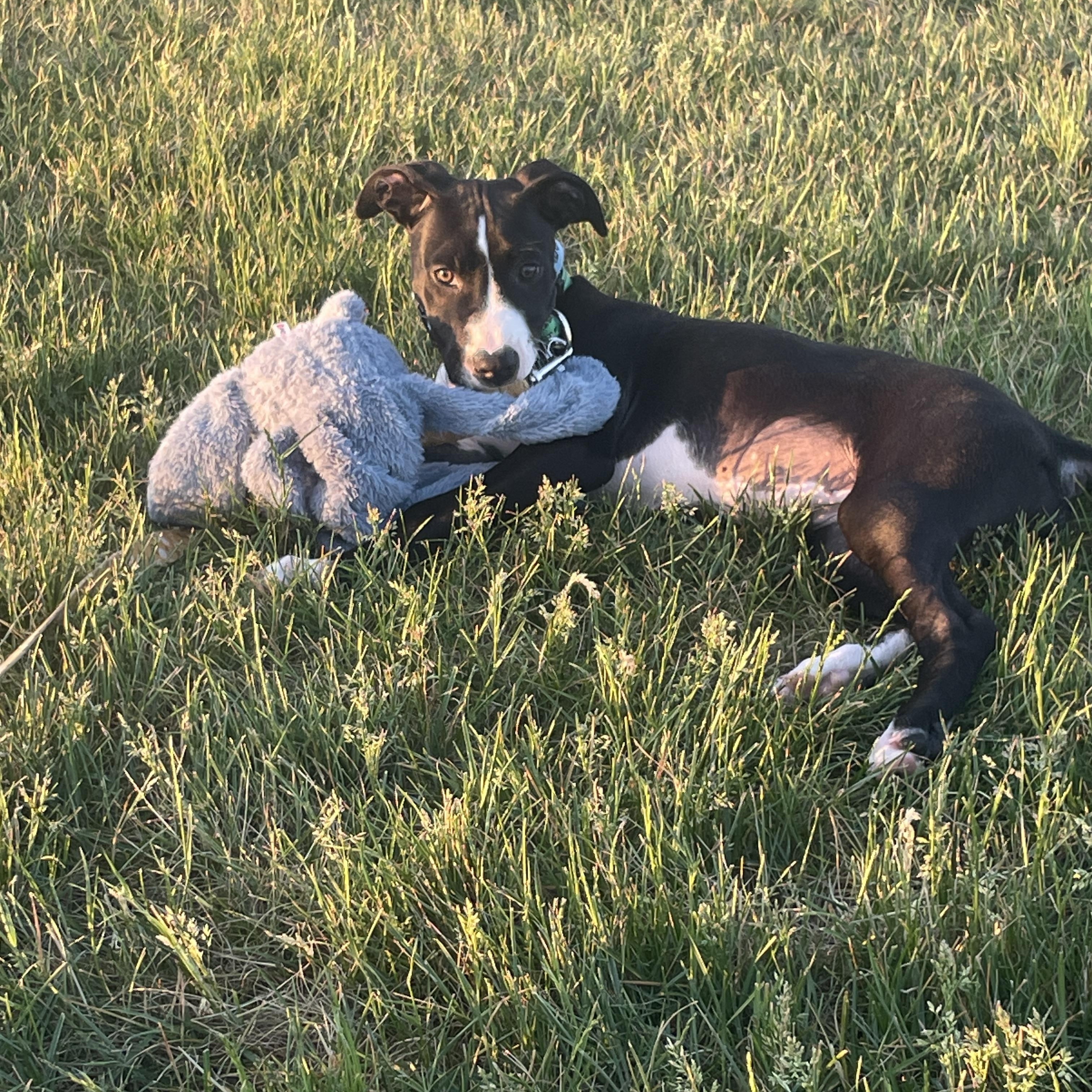 Enlarge Hannah, a Adoptable mixed breed in Minneapolis, MN image 4/6