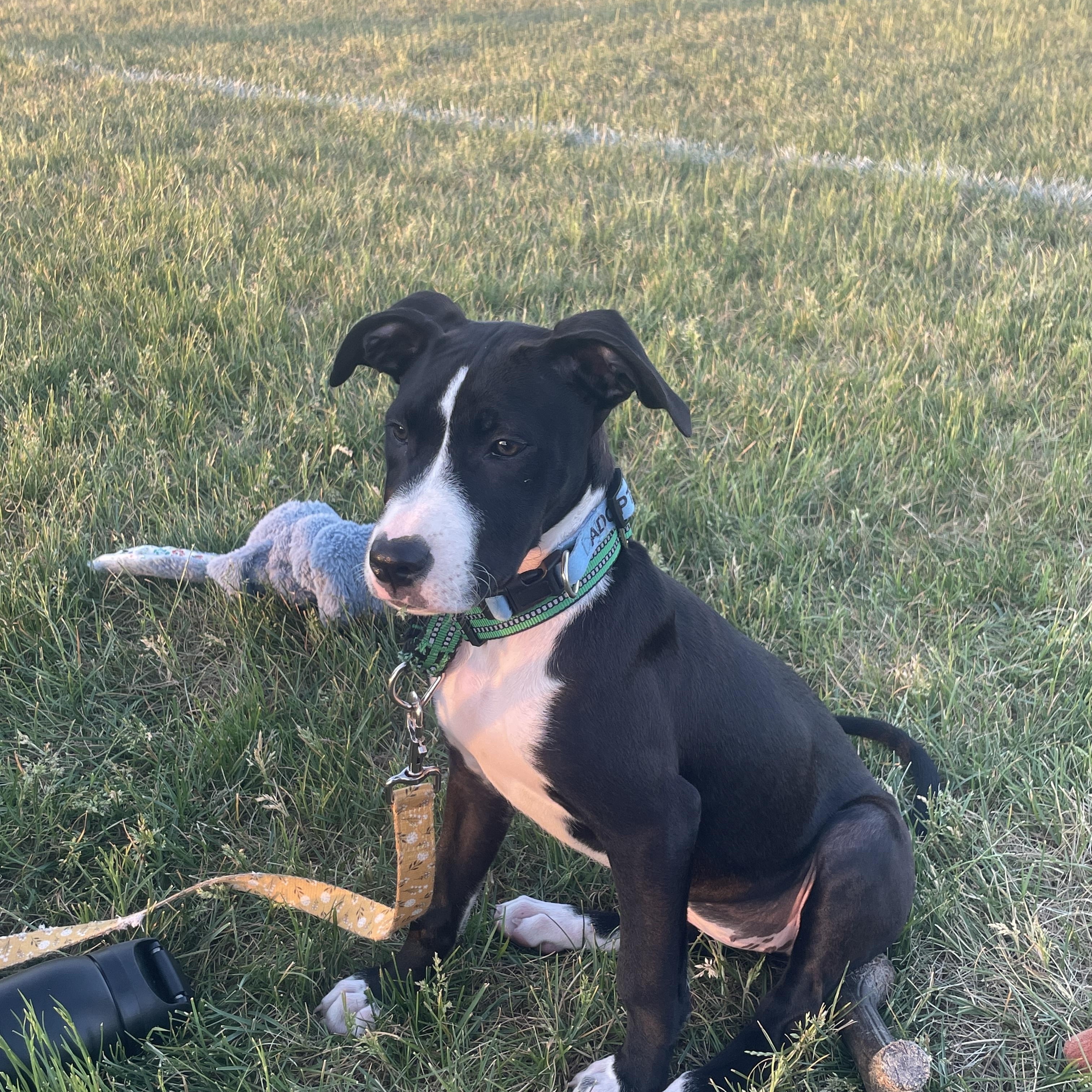 Enlarge Hannah, a Adoptable mixed breed in Minneapolis, MN image 2/6