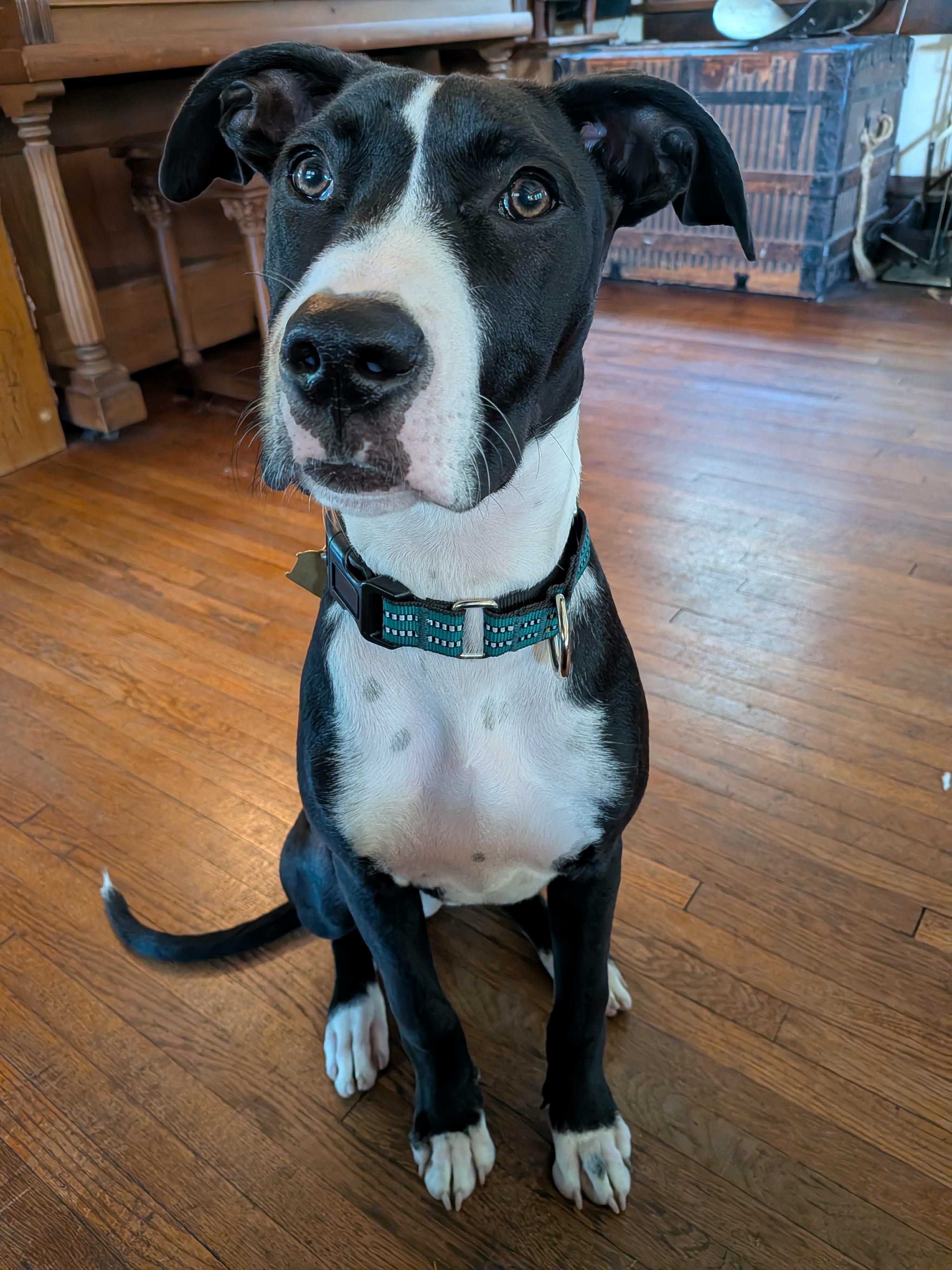 Enlarge Hannah, a Adoptable mixed breed in Minneapolis, MN image 5/6