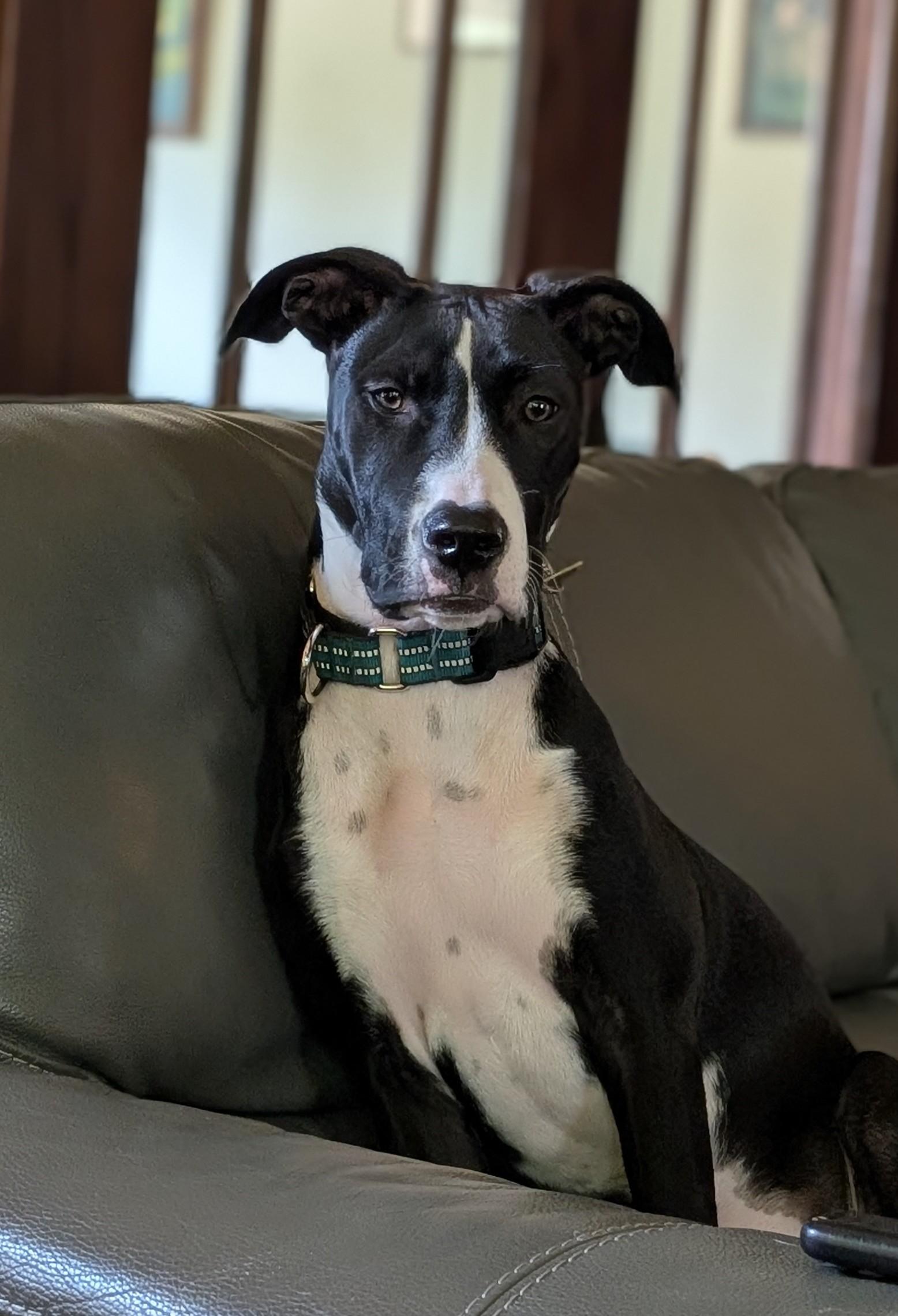 Enlarge Hannah, a Adoptable mixed breed in Minneapolis, MN image 6/6