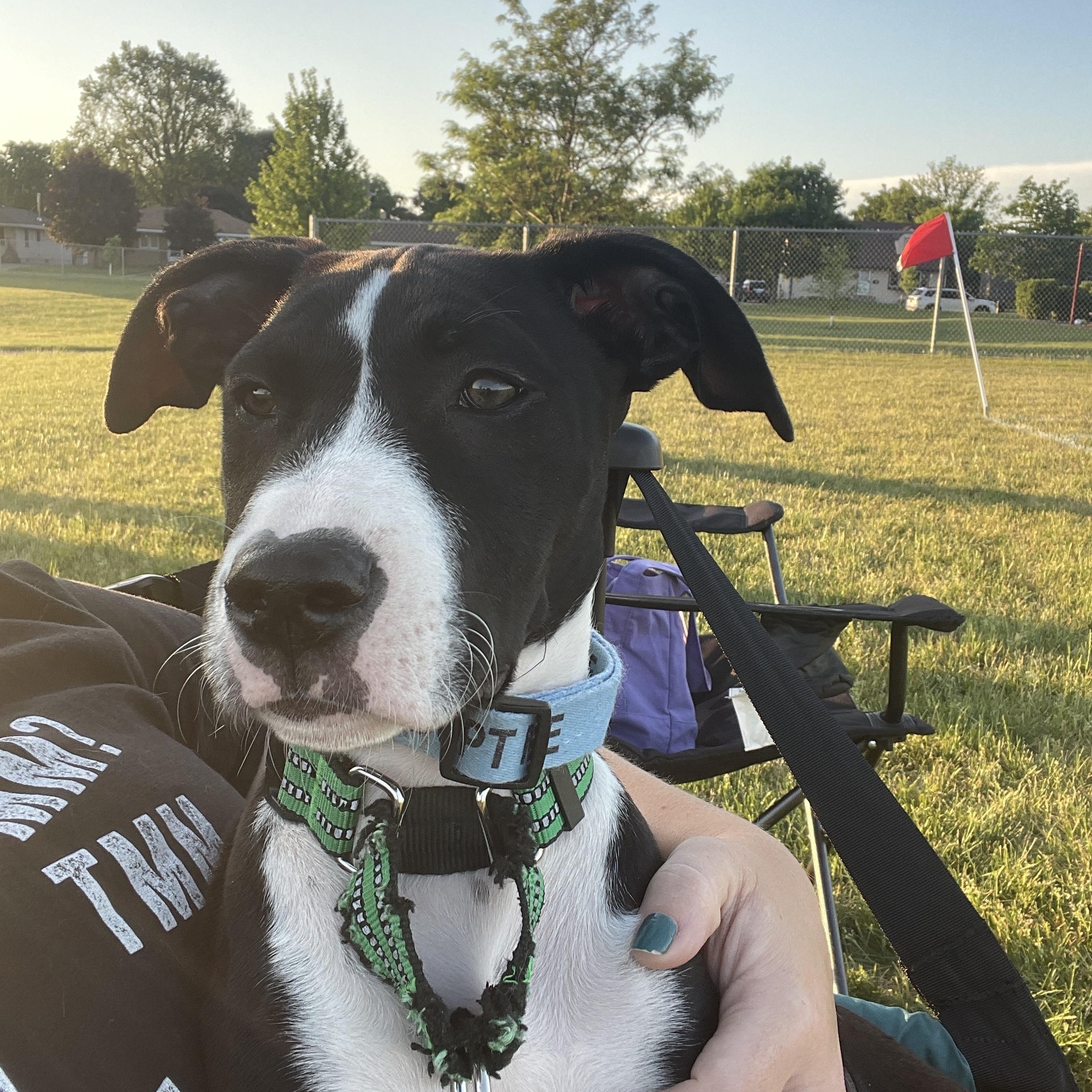 Enlarge Hannah, a Adoptable mixed breed in Minneapolis, MN image 3/6