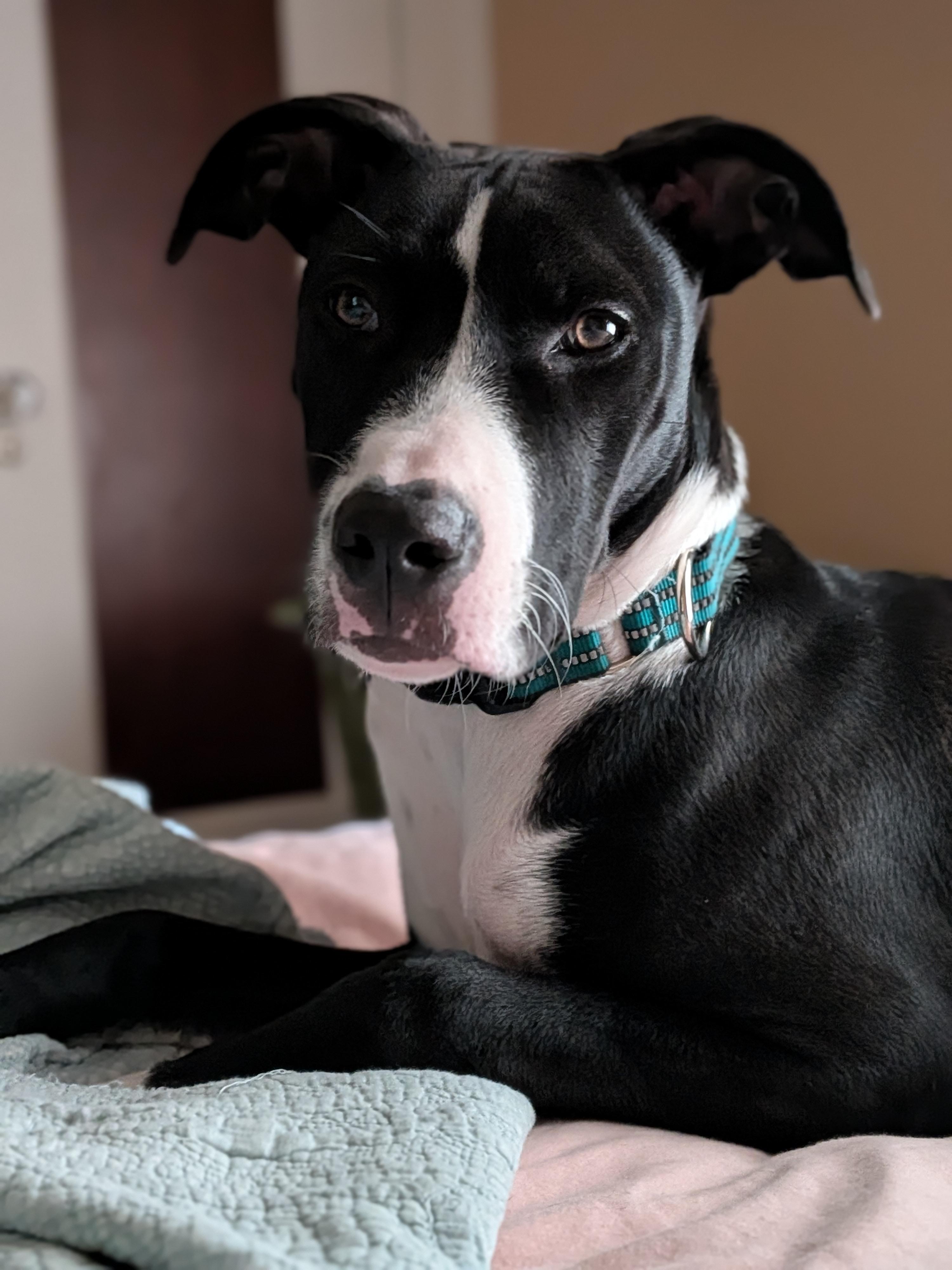 Hannah, Adoptable, Young Female Dogo Argentino & Australian Shepherd.