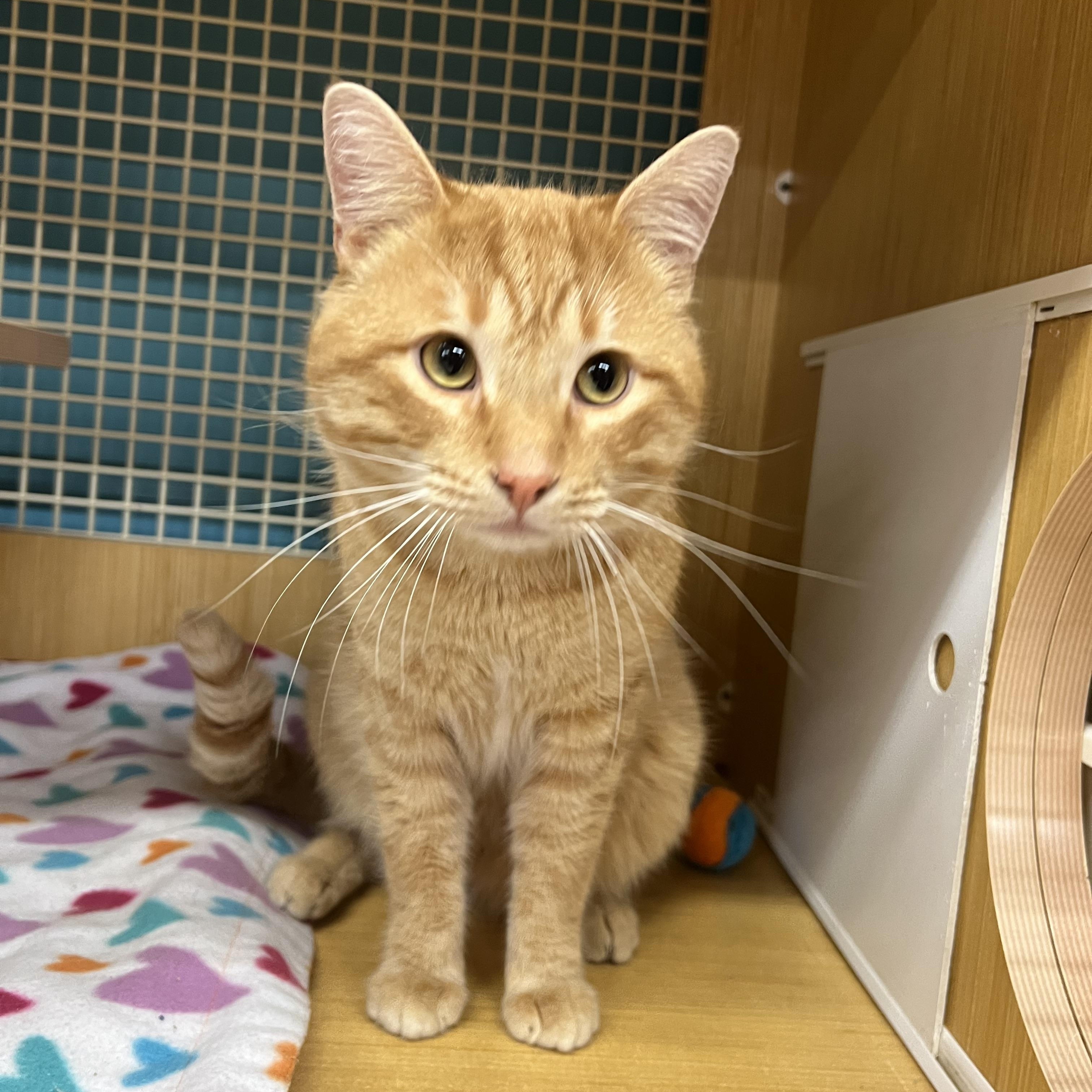 Big Boy , adopted, Adult Male Domestic Short Hair.