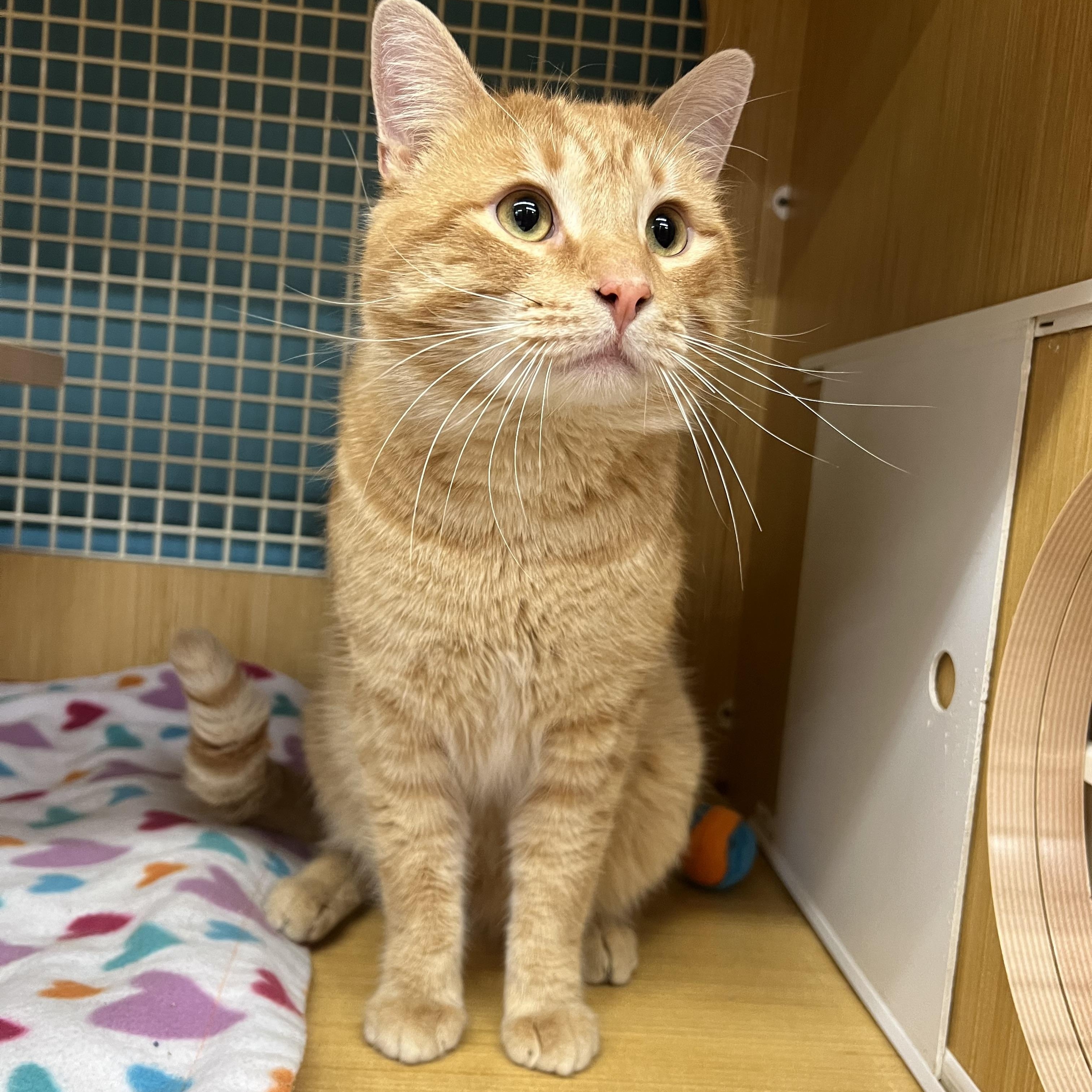 Enlarge Big Boy , an adopted Domestic Short Hair in Manhattan, KS image 2/2