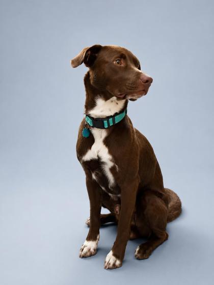 Tater Tot, Adoptable, Young Male Labrador Retriever & Mixed Breed.