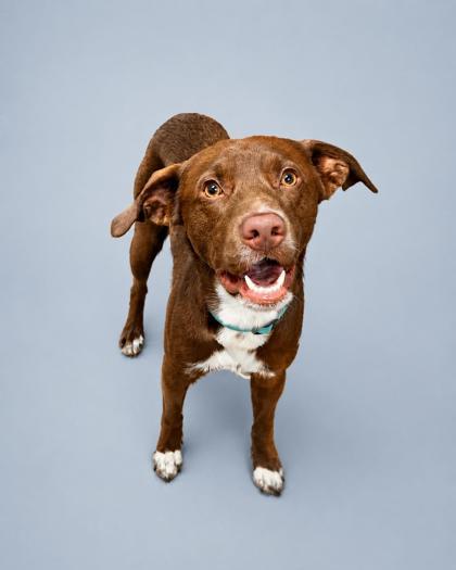 Enlarge Tater Tot, a Adoptable mixed breed in Cumming, GA image 2/3