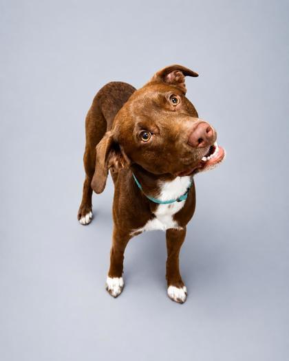 Enlarge Tater Tot, a Adoptable mixed breed in Cumming, GA image 3/3