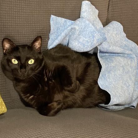 Salem, a Adoptable Domestic Short Hair in The Dalles, OR image 2/6