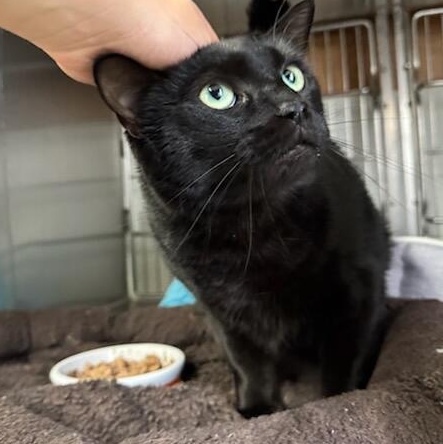 Salem, a Adoptable Domestic Short Hair in The Dalles, OR image 5/6