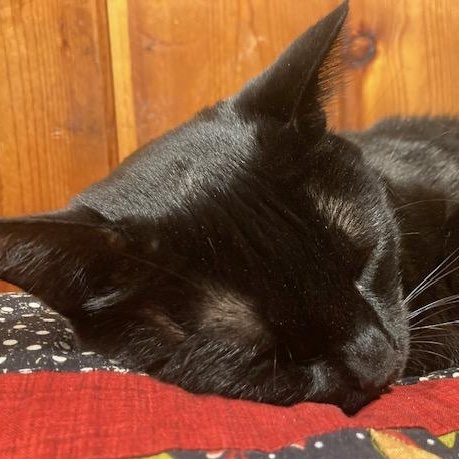 Salem, a Adoptable Domestic Short Hair in The Dalles, OR image 4/6