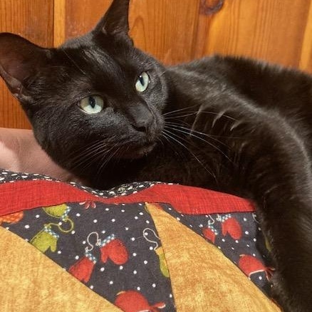 Salem, a Adoptable Domestic Short Hair in The Dalles, OR image 1/6