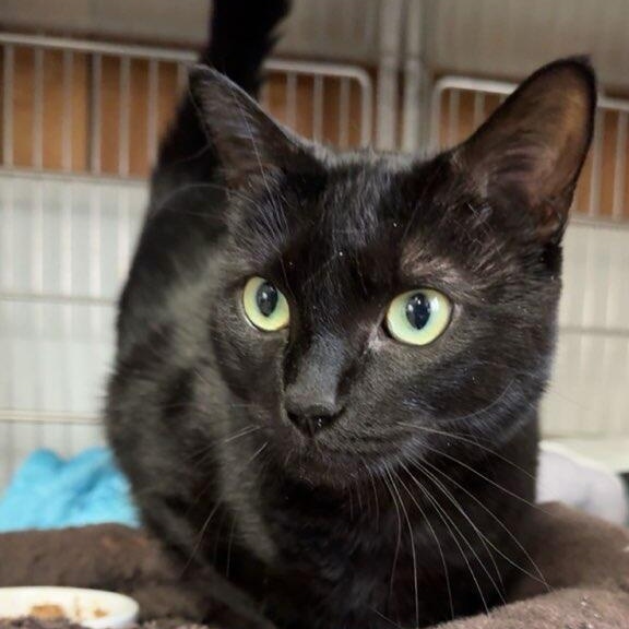 Salem, a Adoptable Domestic Short Hair in The Dalles, OR image 3/6